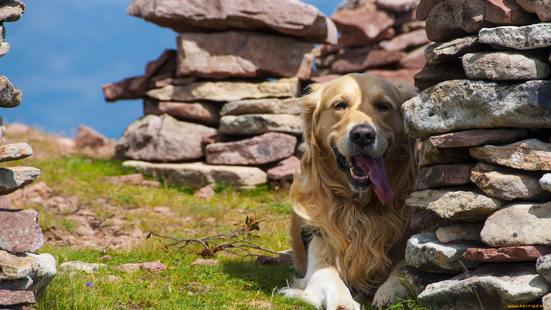 животные, собаки, собака