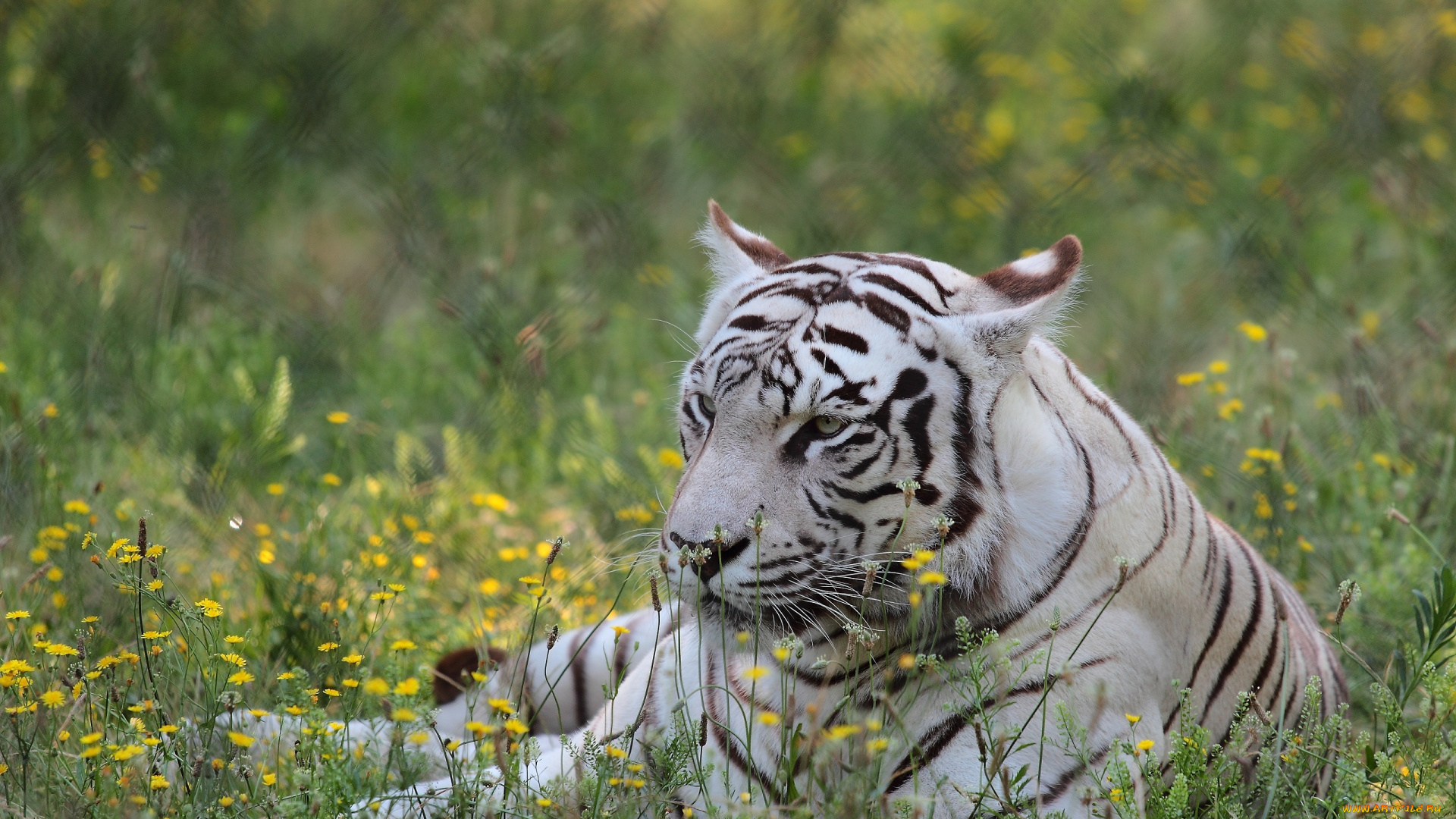 животные, тигры, отдых, цветы, белый, тигр
