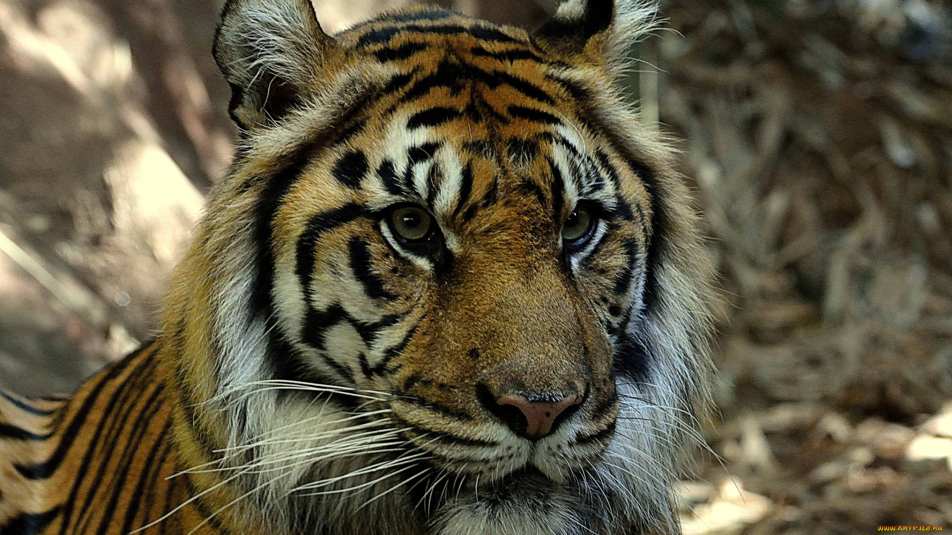 животные, тигры, тигр, голова, взгляд