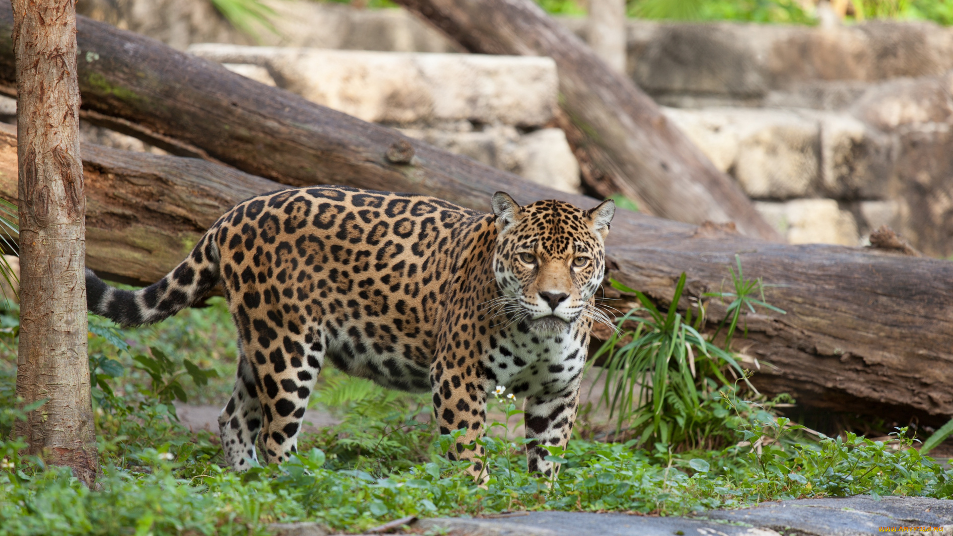 животные, Ягуары, ягуар