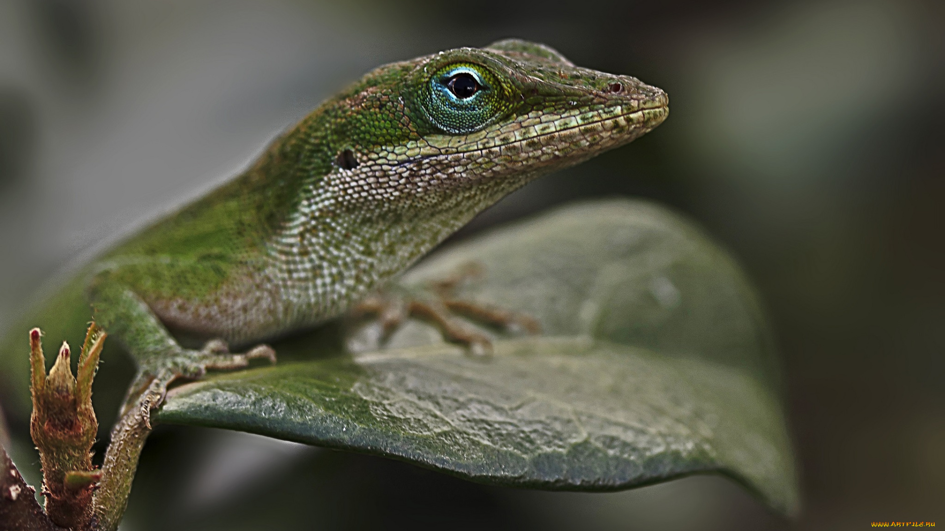 животные, Ящерицы, , игуаны, , вараны, листок, ящерка, глаза