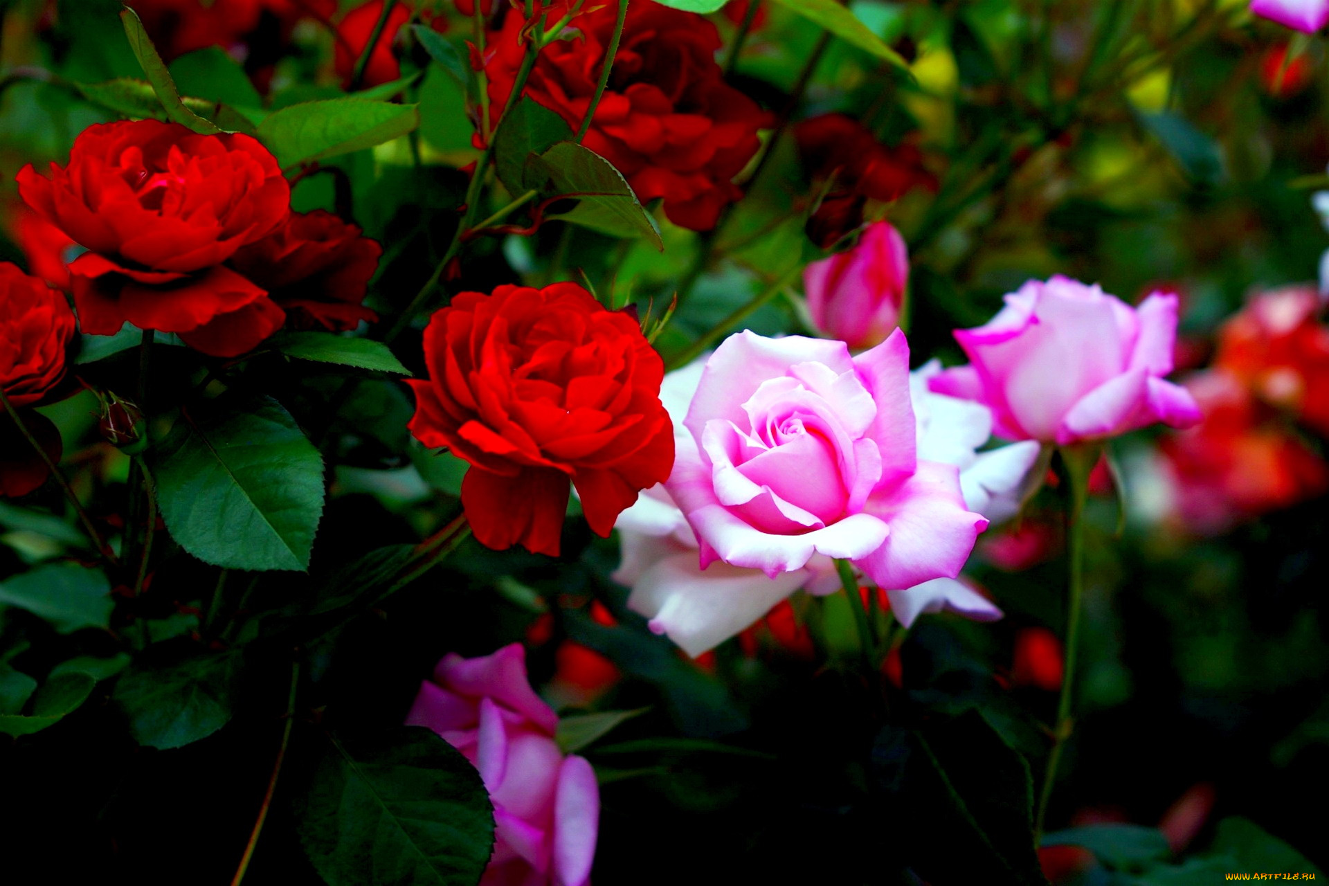 цветы, розы, розовый, красный