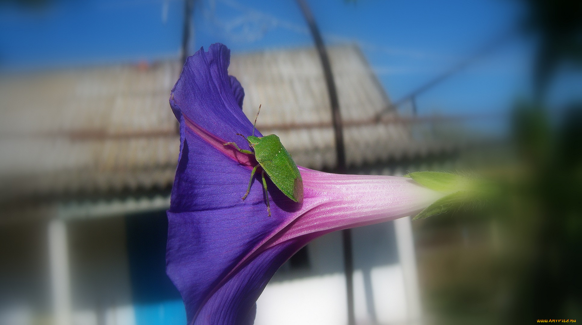 животные, насекомые, зелёный, клоп