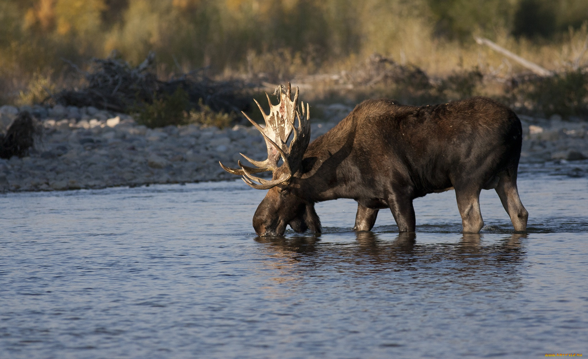 животные, лоси, лось, река, водопой