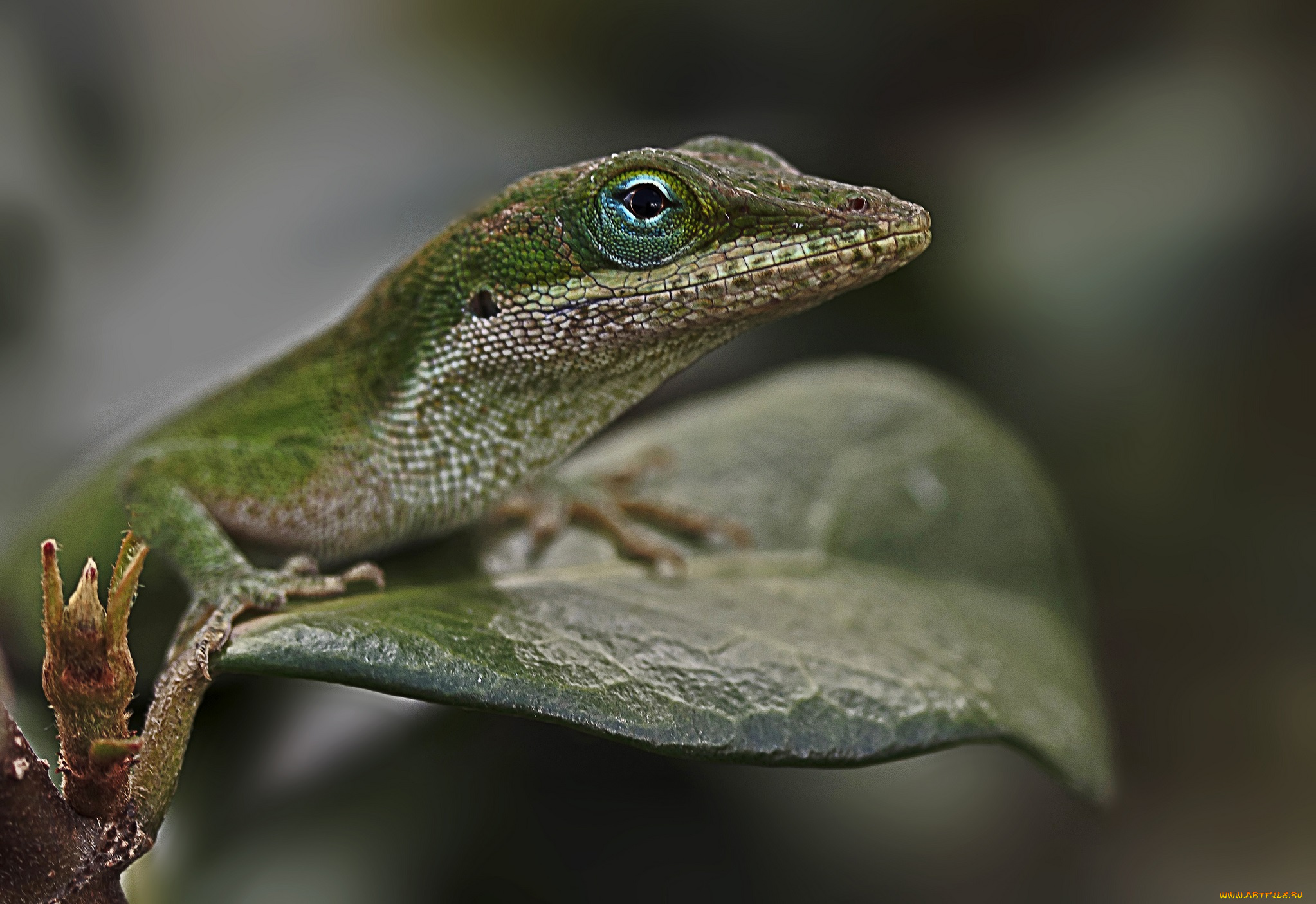 животные, Ящерицы, , игуаны, , вараны, листок, ящерка, глаза