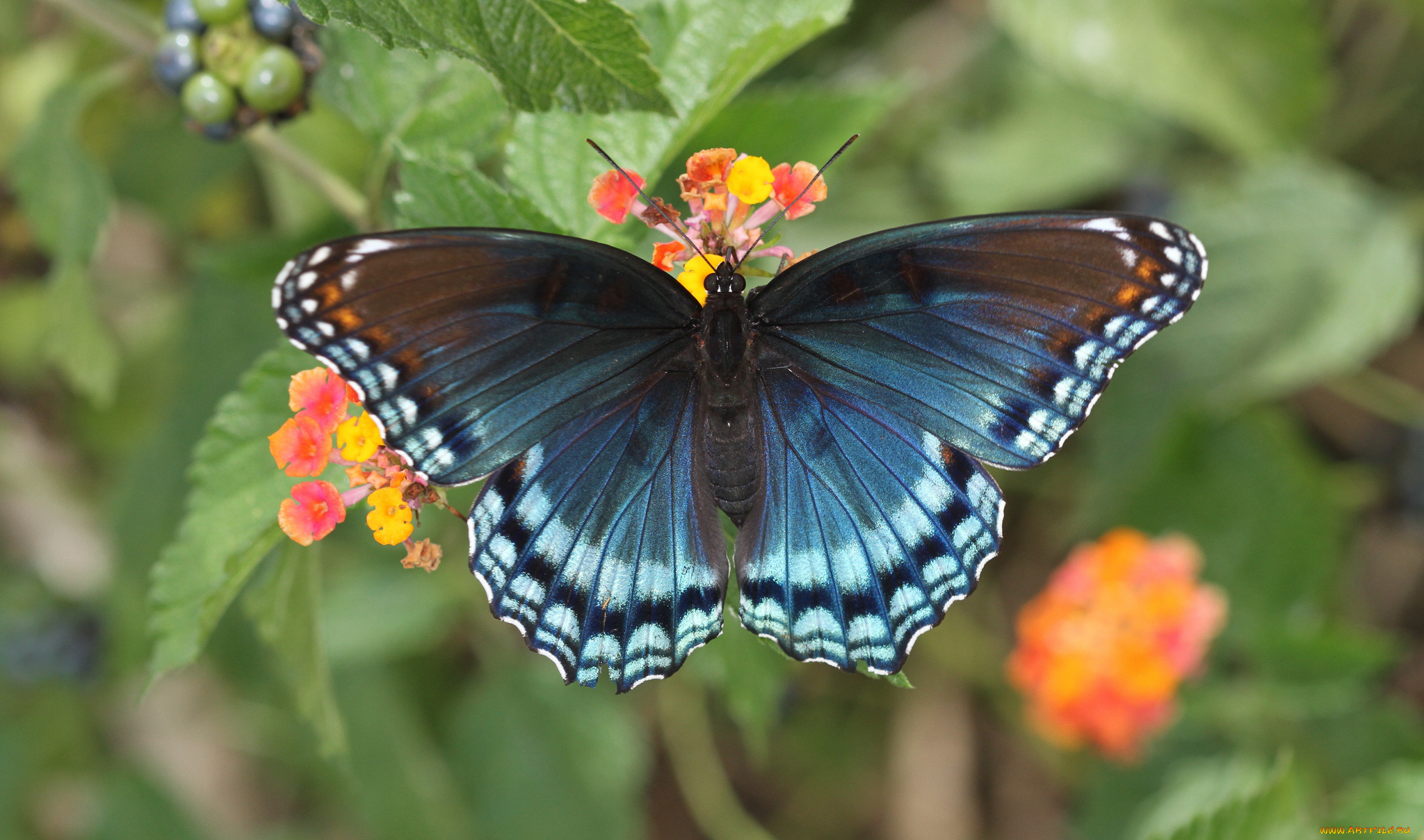 животные, бабочки, цветы, бабочка