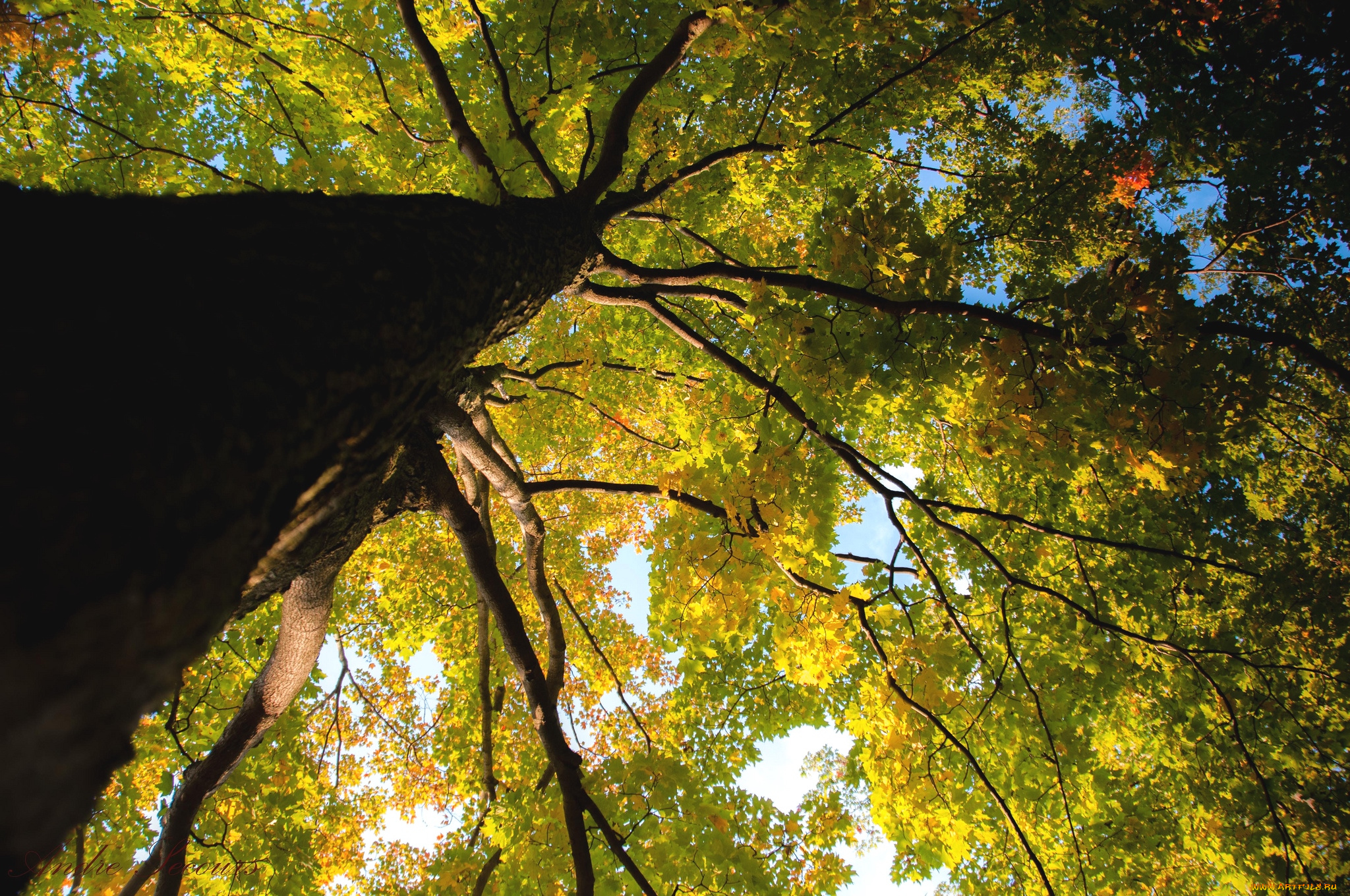 природа, деревья, клен