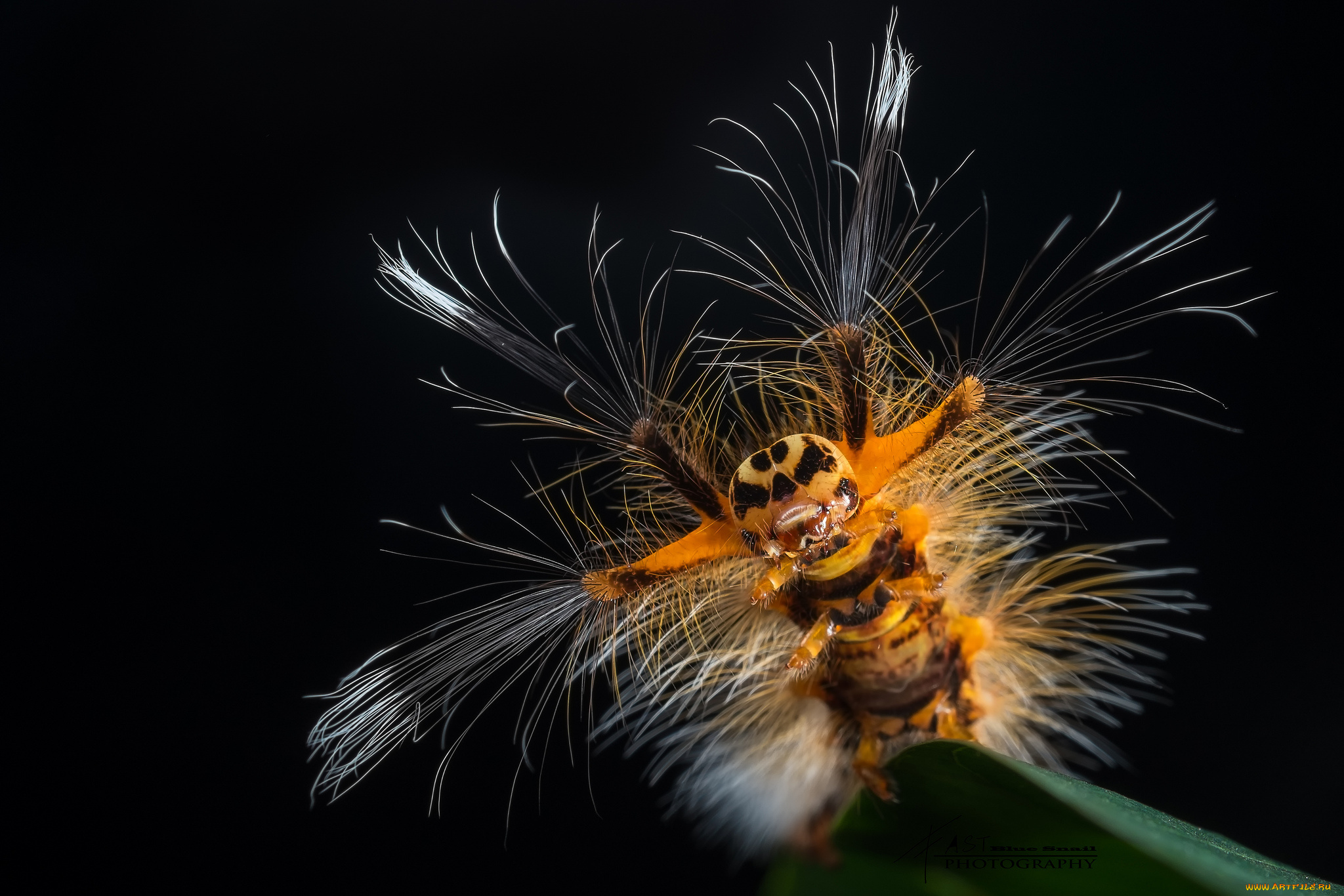 животные, гусеницы, чудище