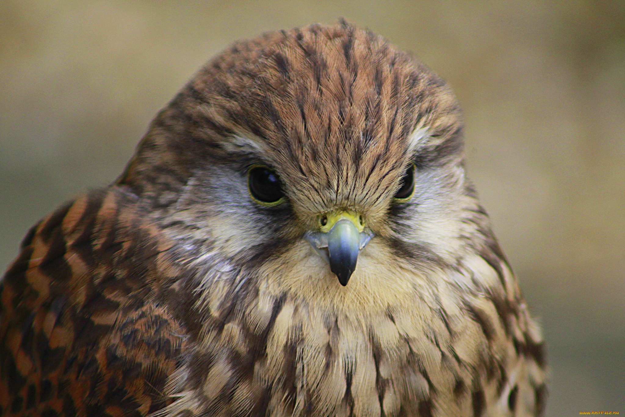 животные, птицы, -, хищники, ястреб, взгляд, голова