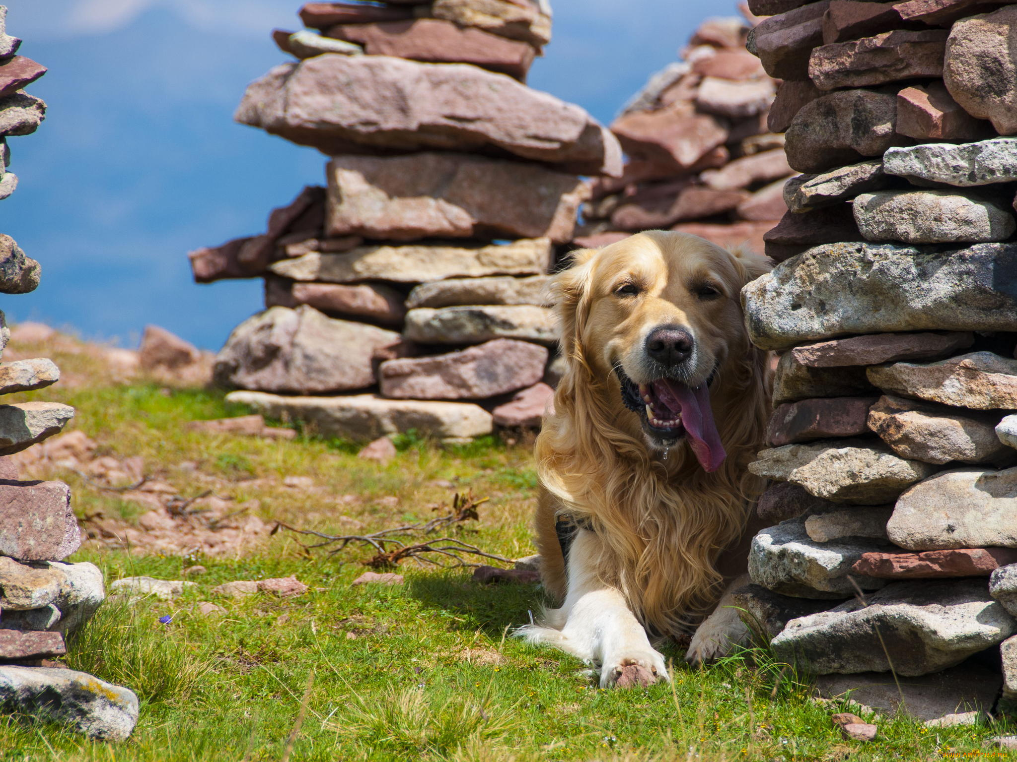 животные, собаки, собака