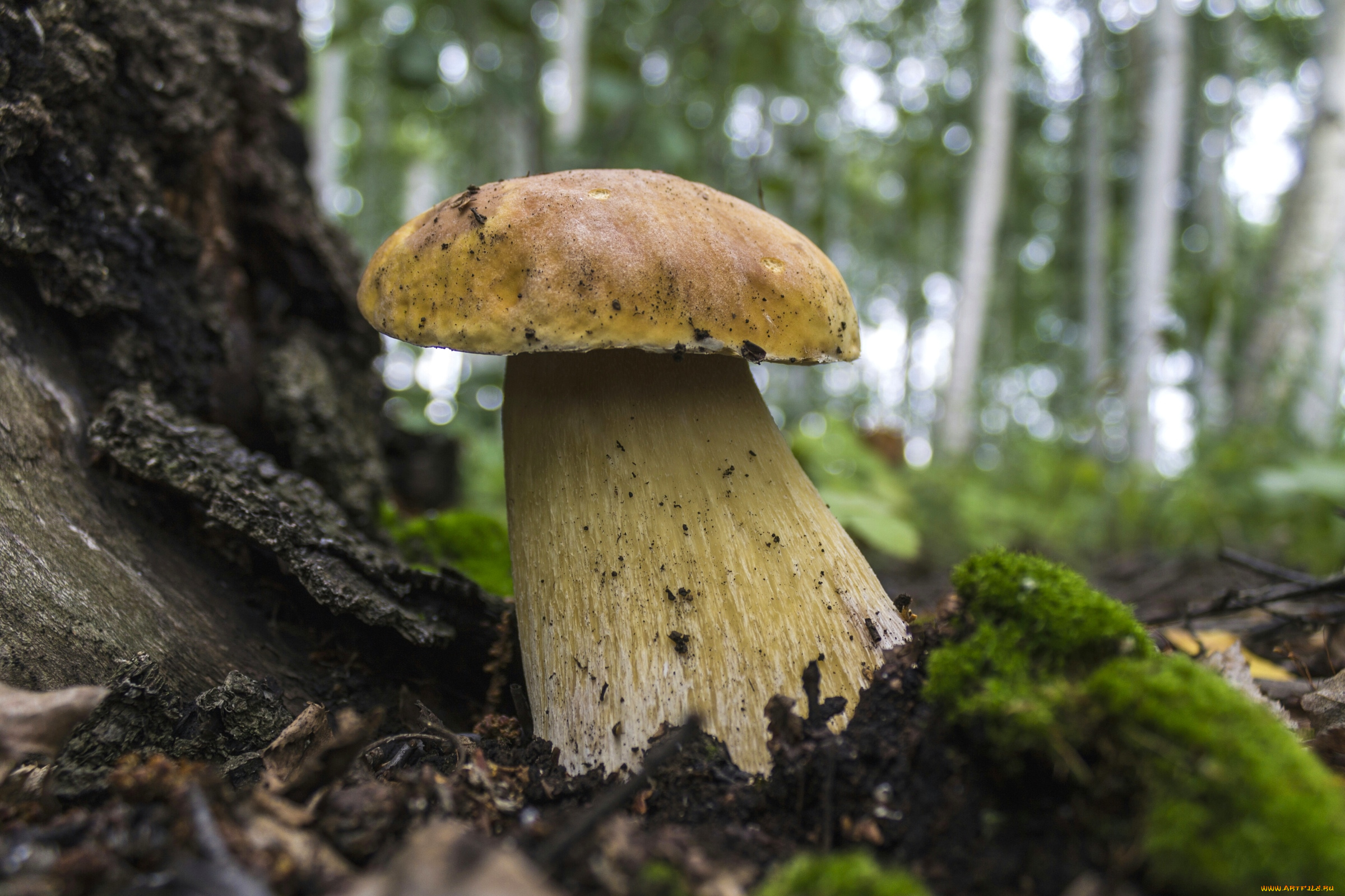 природа, грибы, крепыш