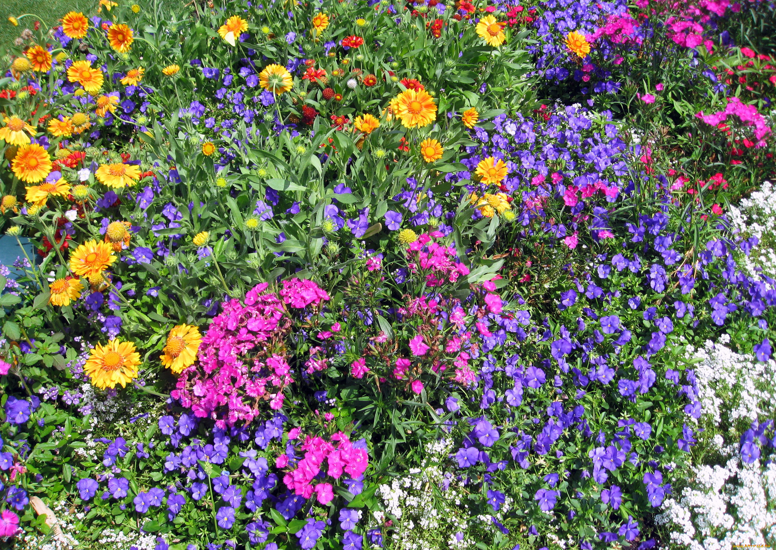 цветы, разные, вместе, петунья, гвоздики, чернобривцы