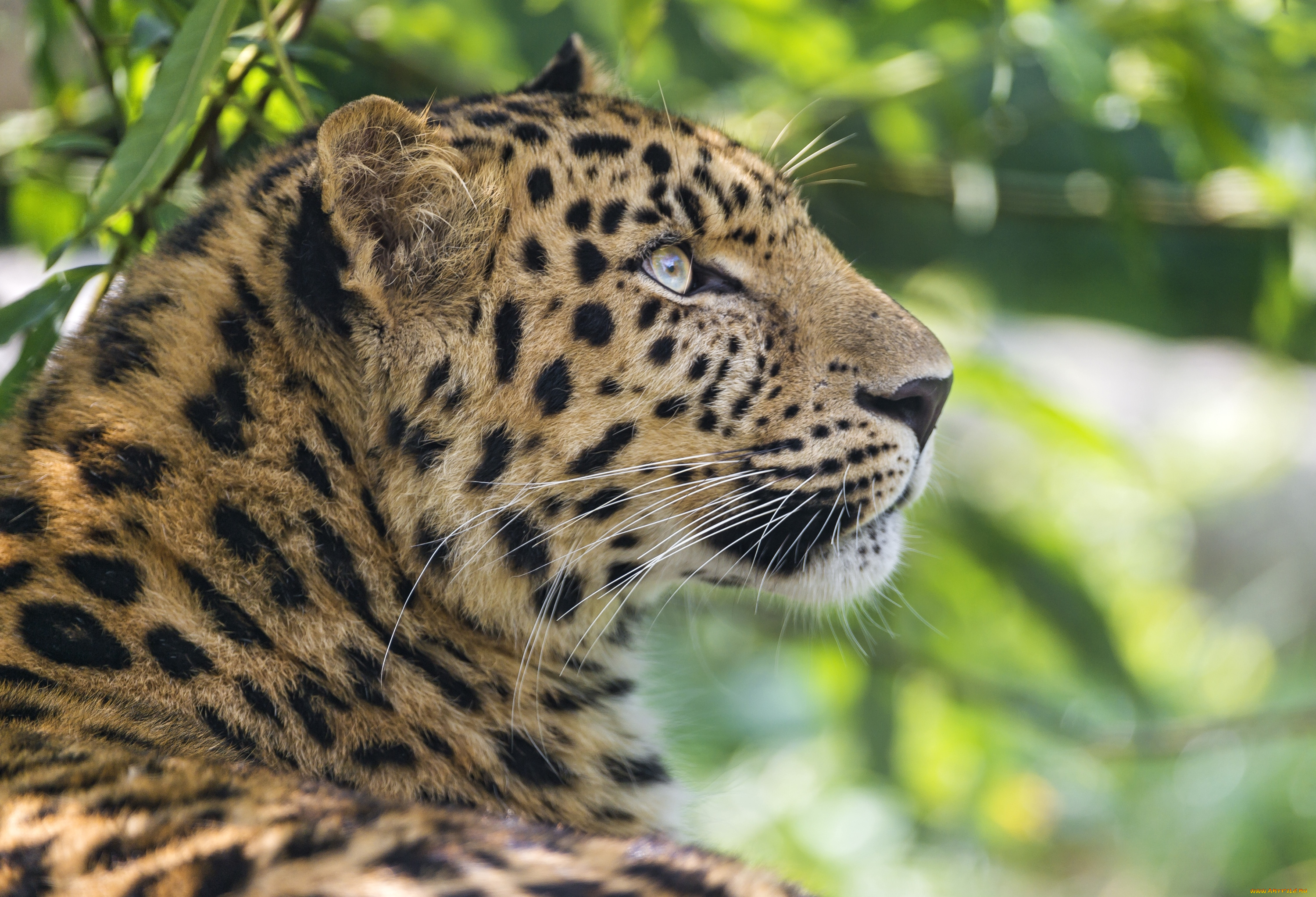 животные, леопарды, профиль