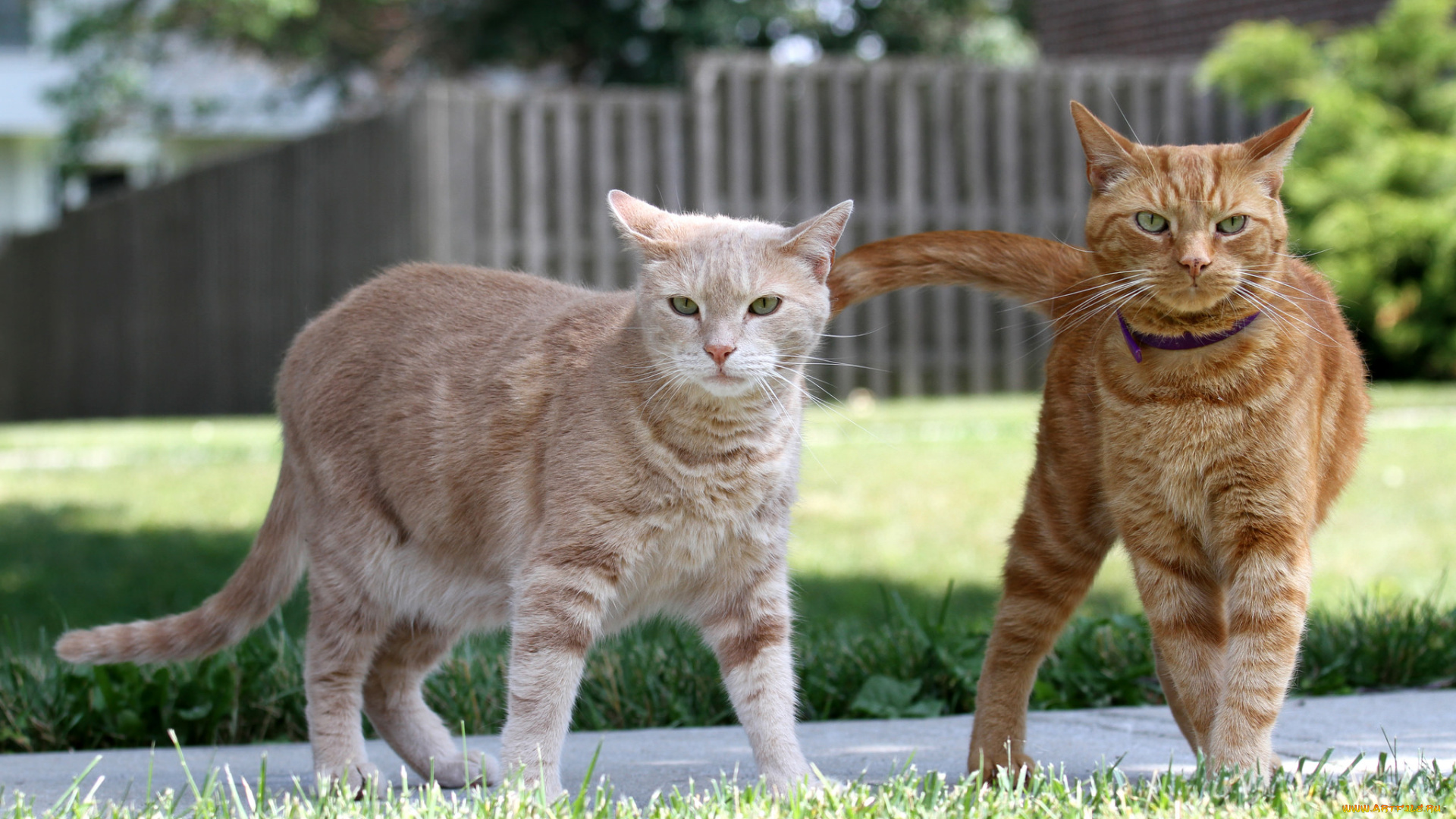 животные, коты, кошки