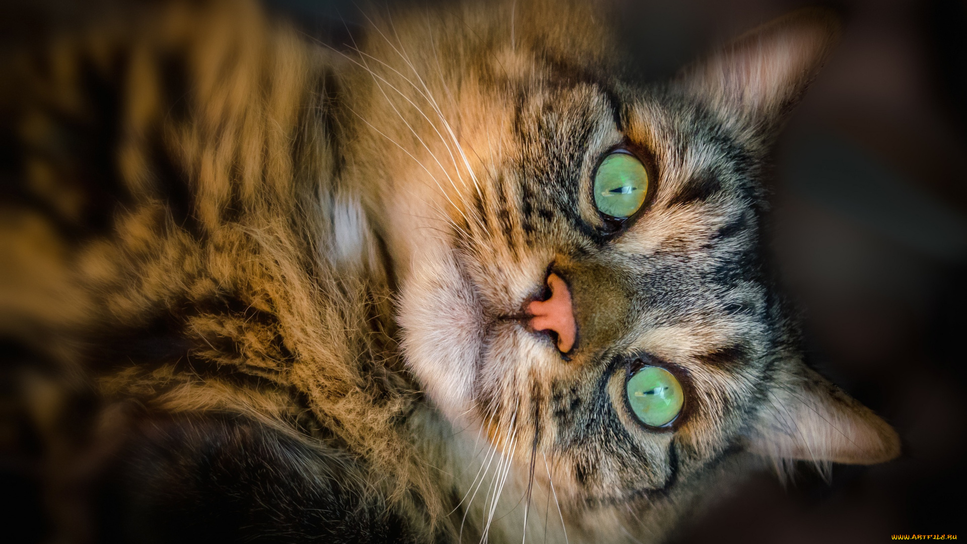 животные, коты, питомец, взгляд, кот