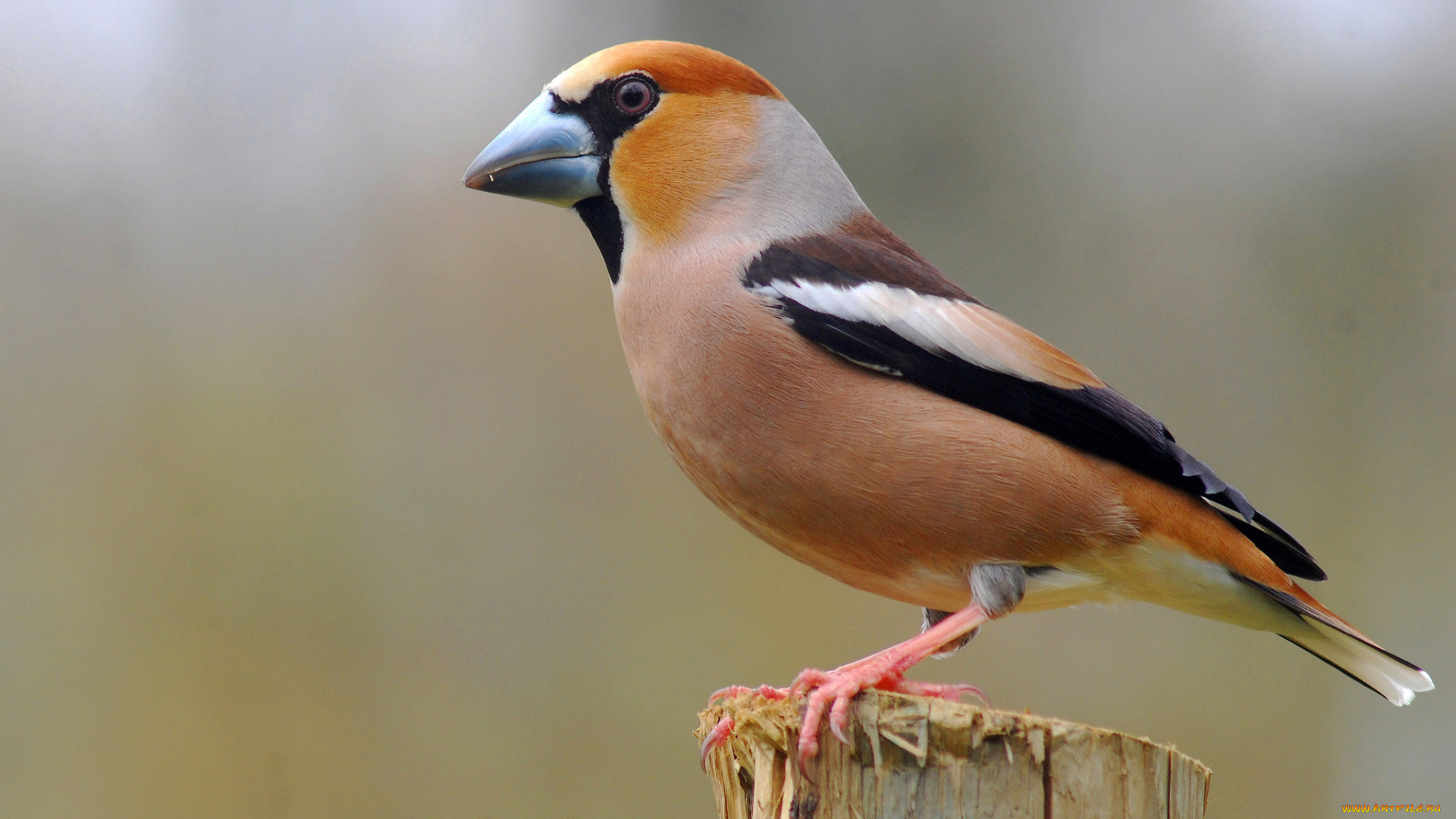 животные, птицы, дубонос