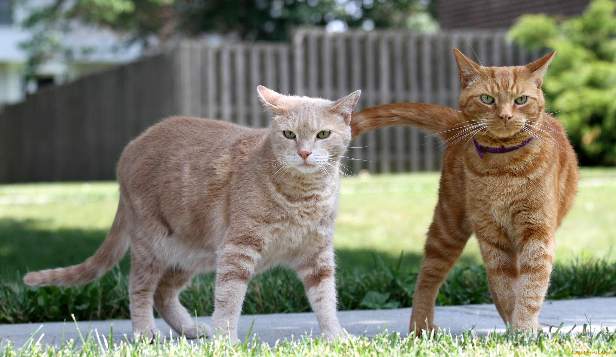 животные, коты, кошки