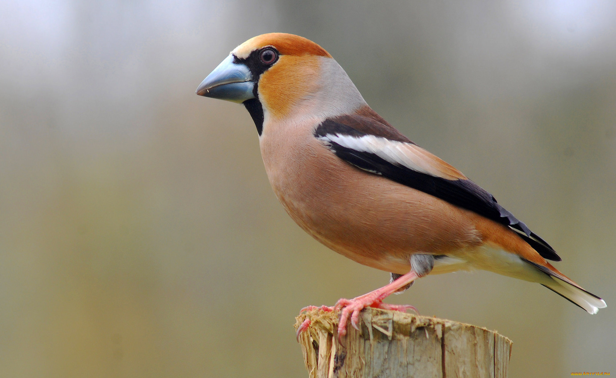 животные, птицы, дубонос