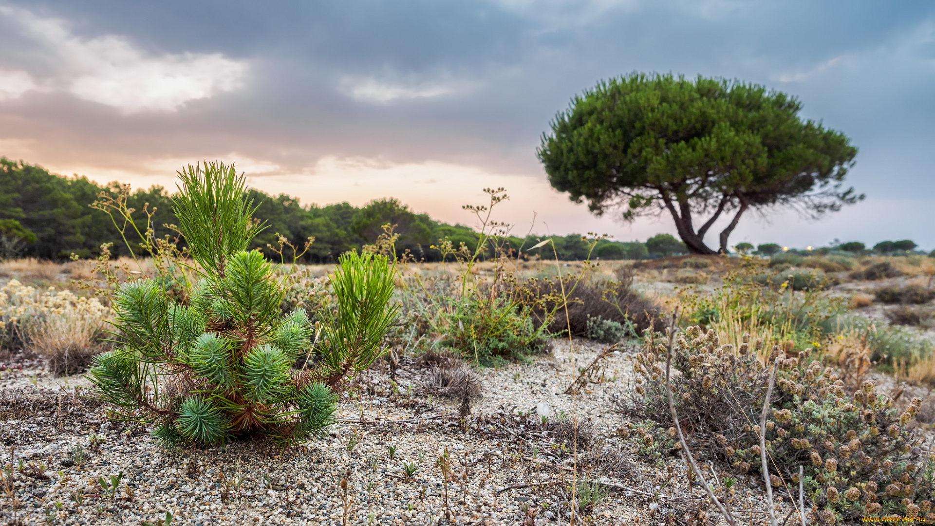 природа, деревья, равнина