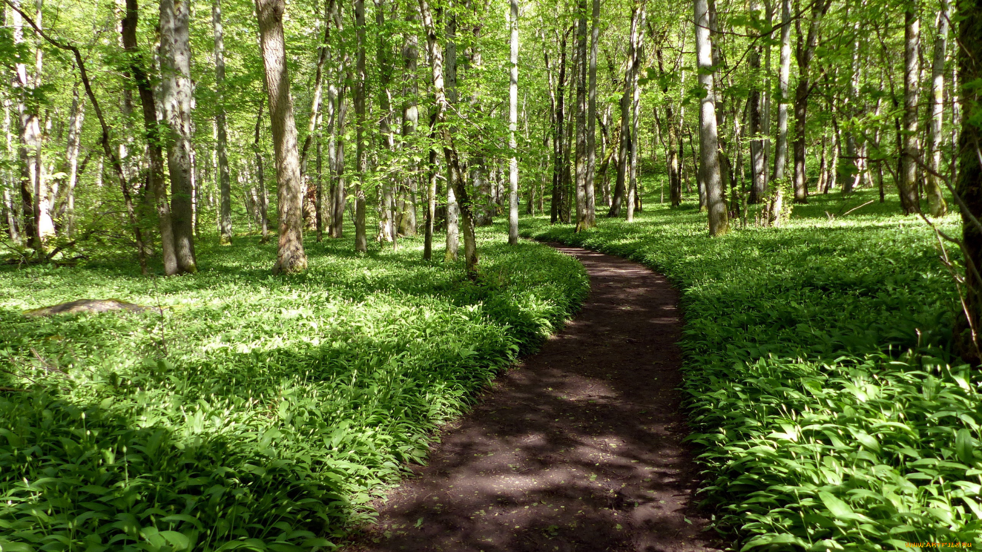 природа, дороги, зелень, дорожка, лес