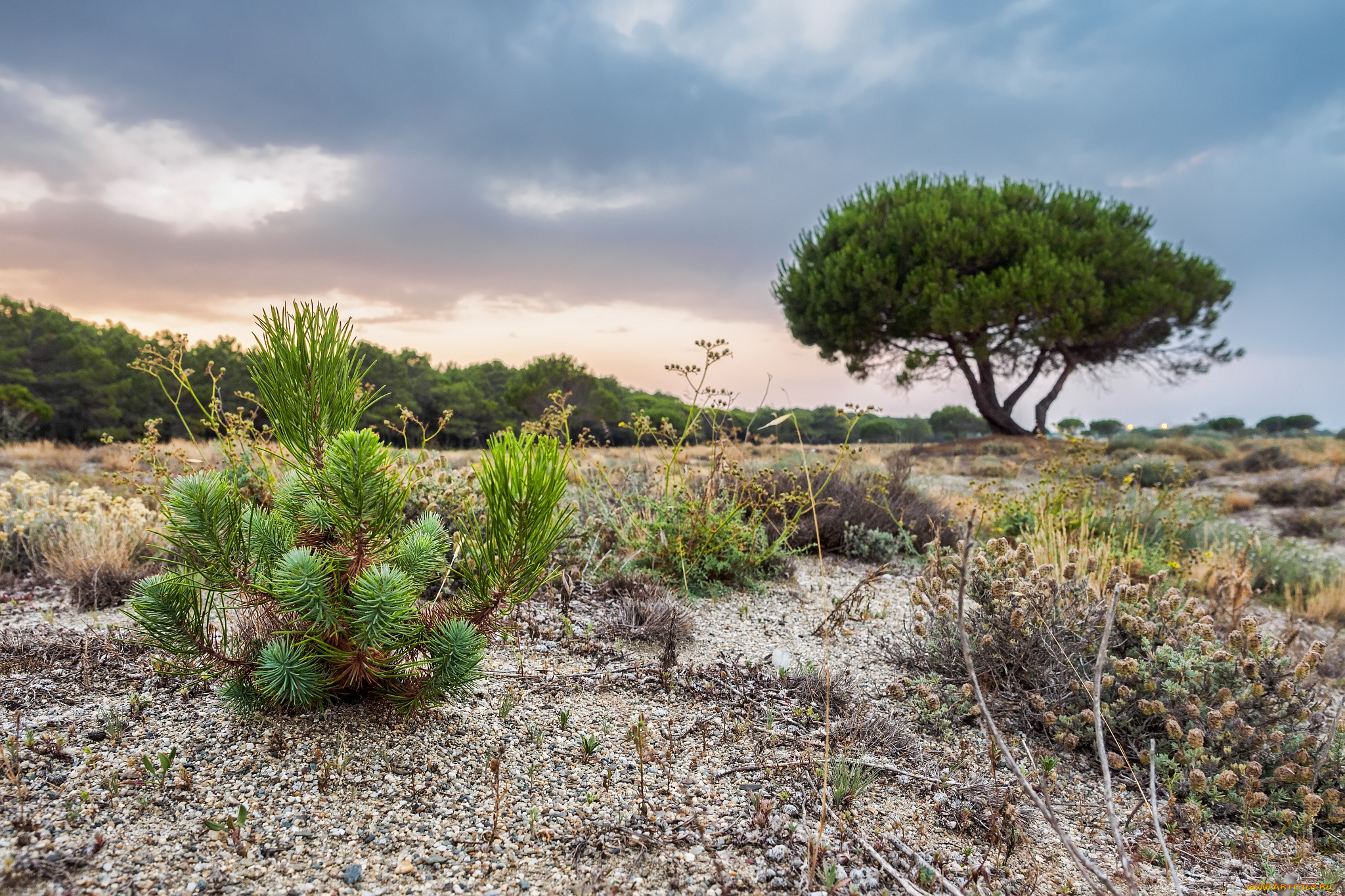природа, деревья, равнина