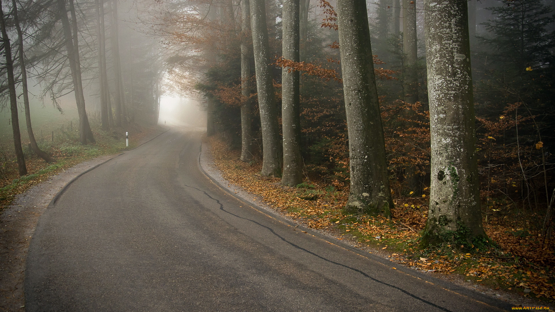 природа, дороги, лес, осень, дорога