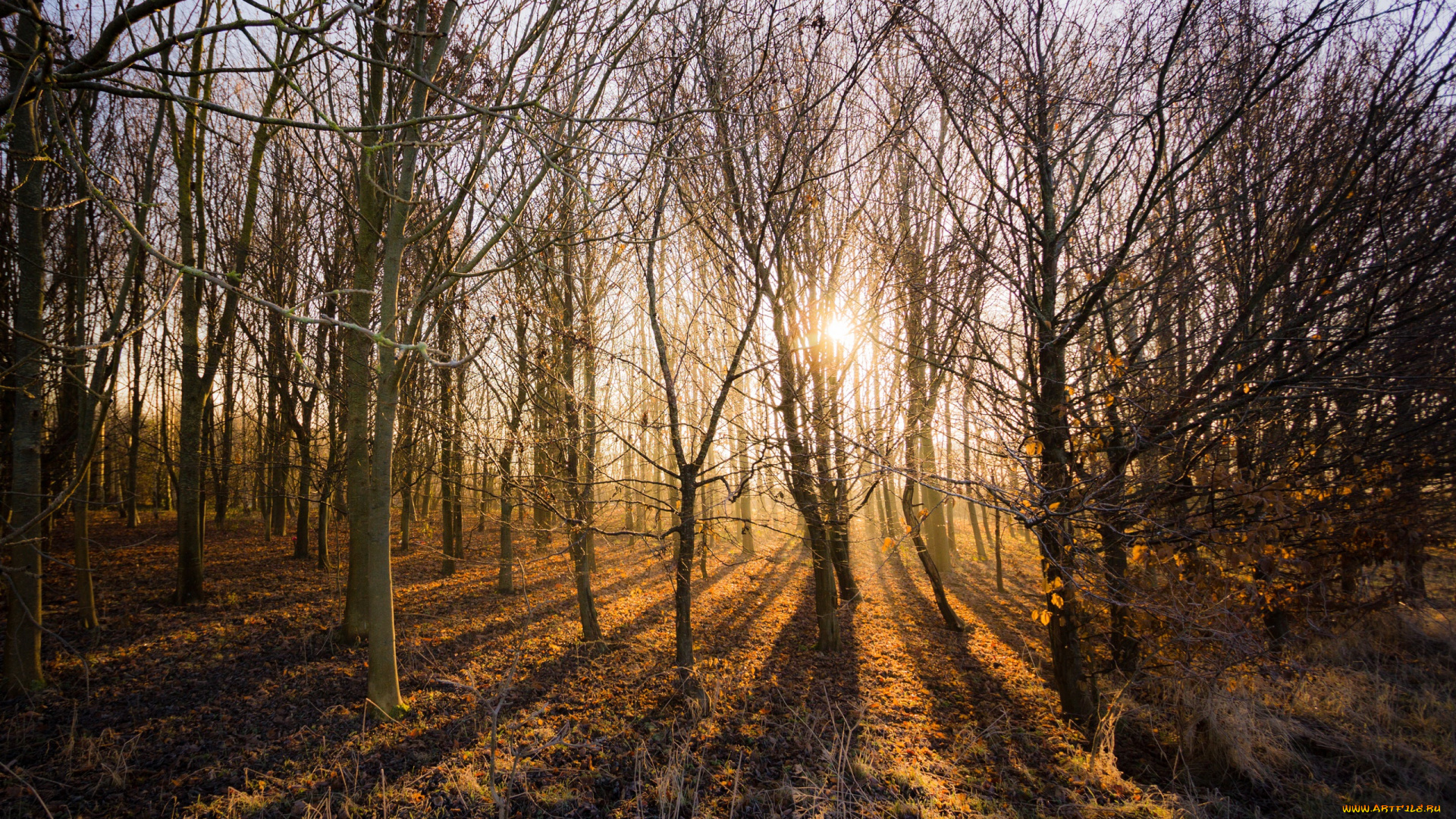 природа, лес, свет, осень
