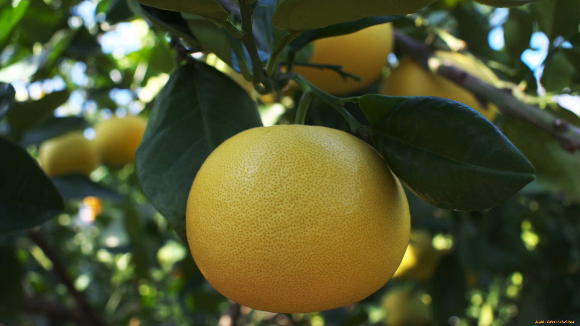 природа, плоды, апельсин