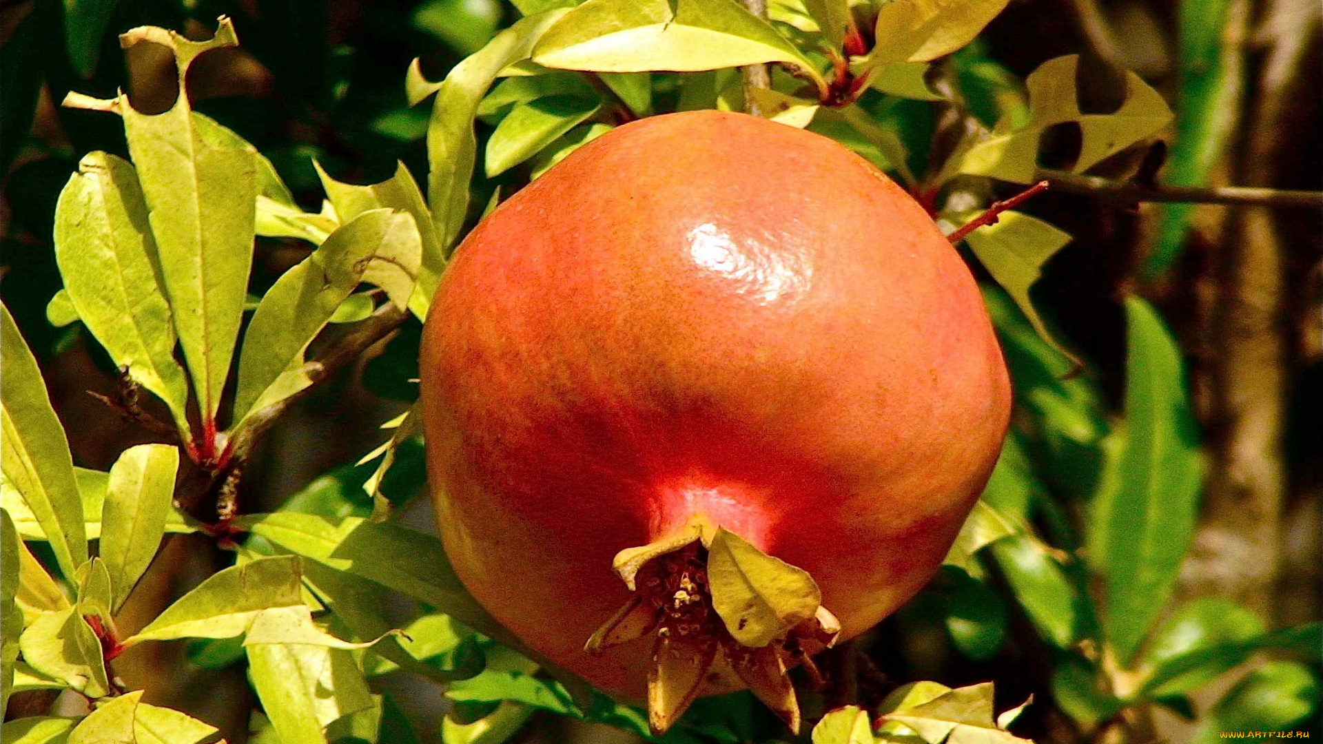 природа, плоды, гранат