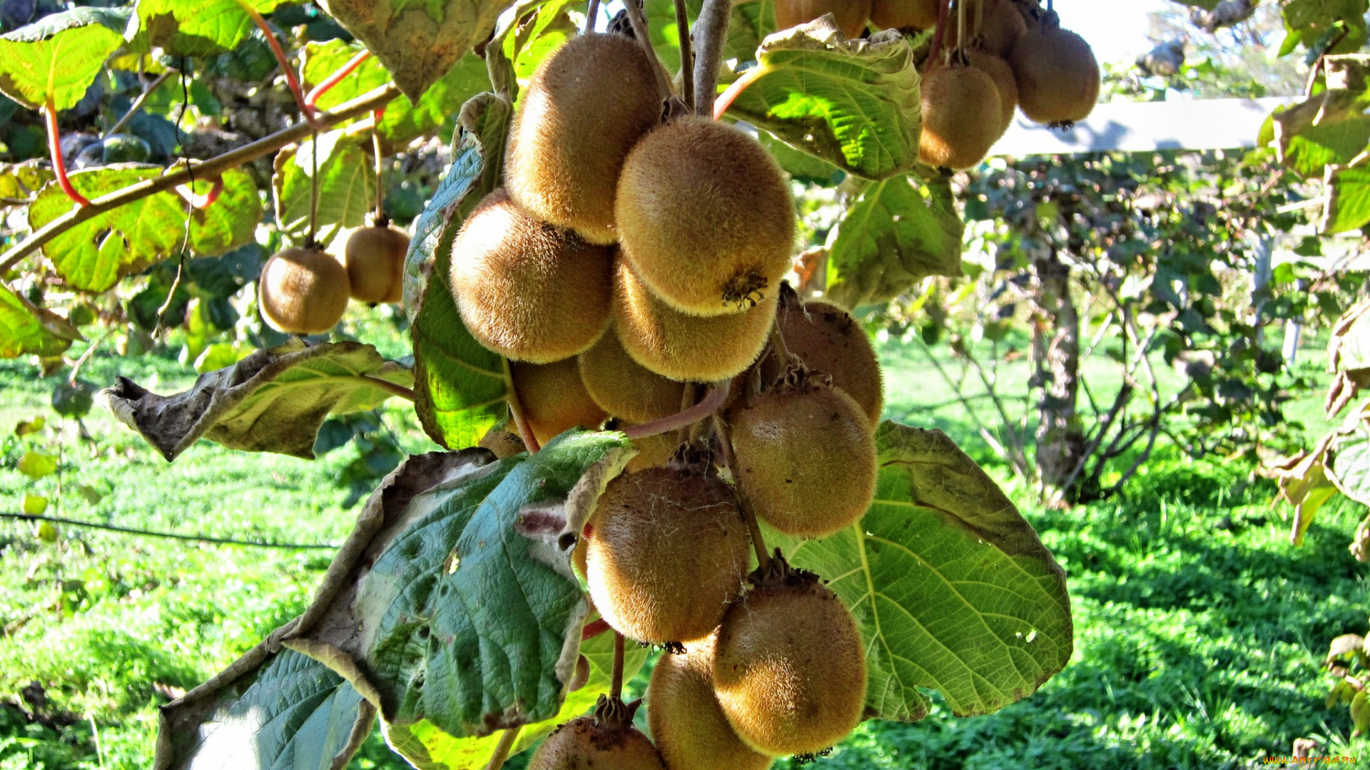 природа, плоды, киви