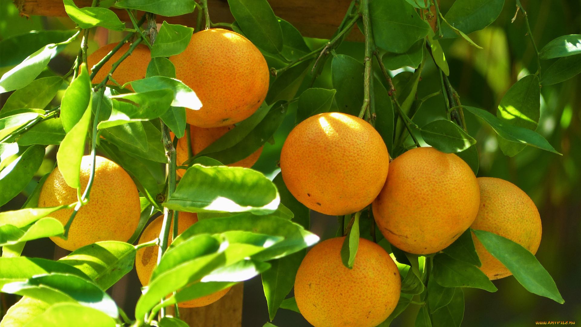 природа, плоды, мандарины
