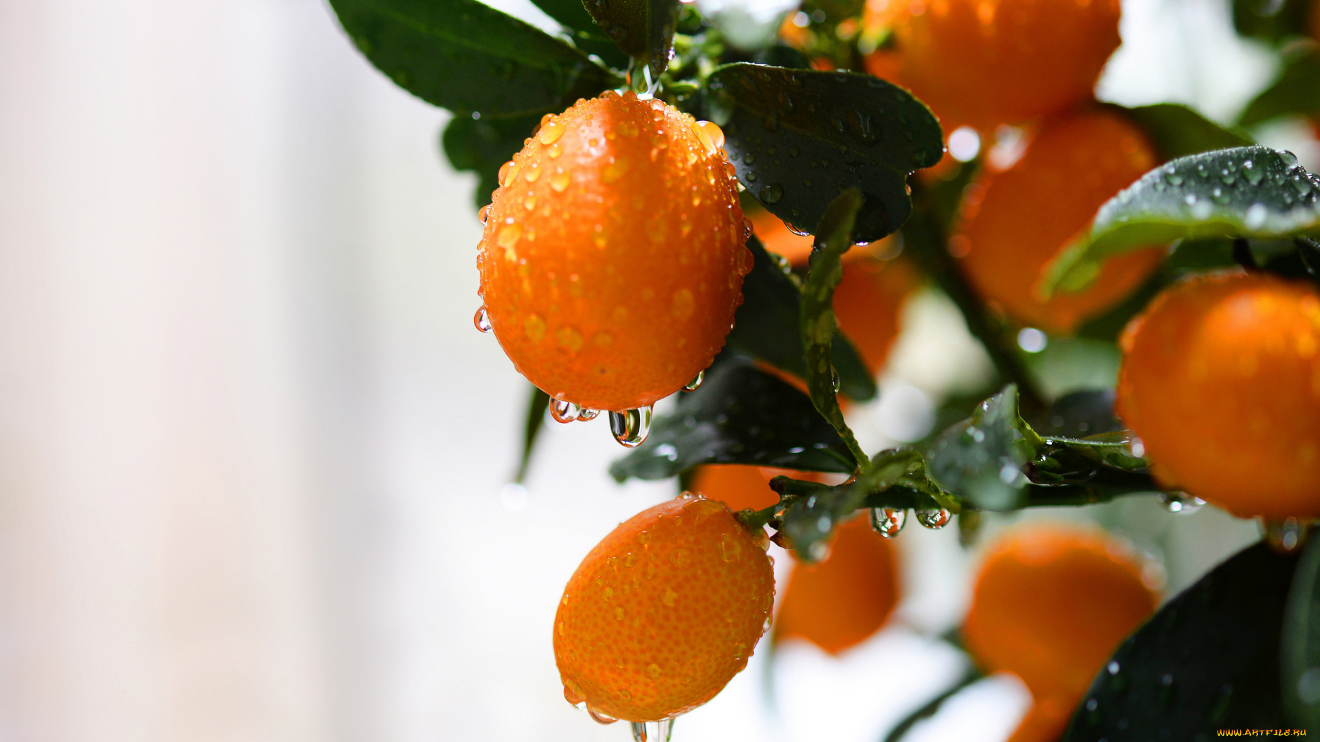 природа, плоды, сливы