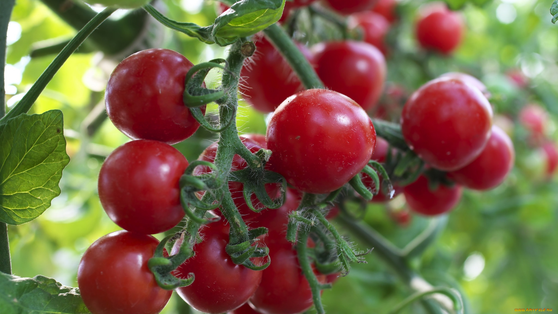 природа, плоды, томаты, помидоры