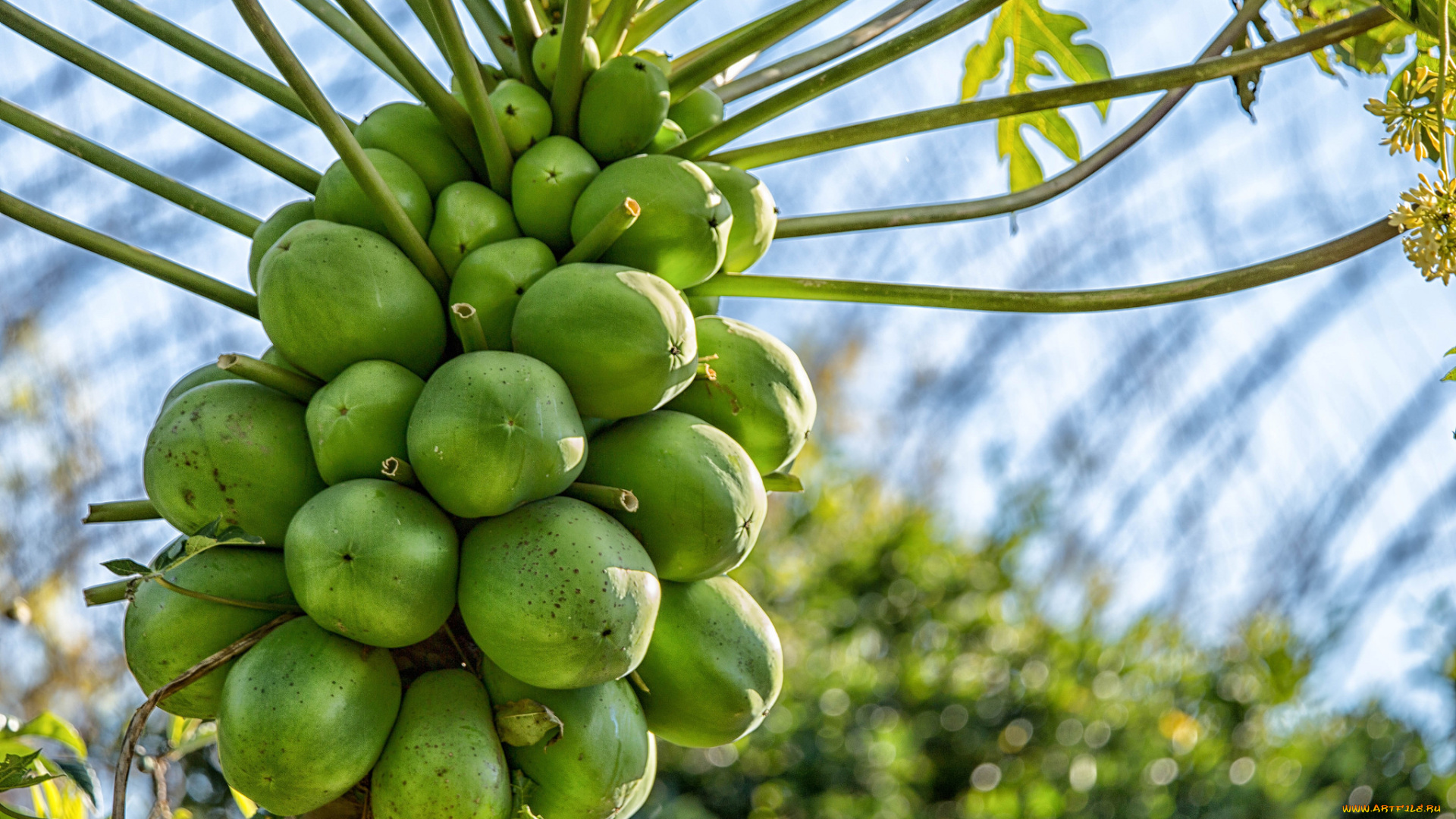 природа, плоды, тропики