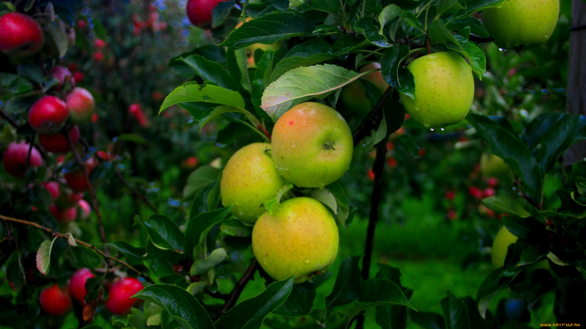 природа, плоды, яблоки