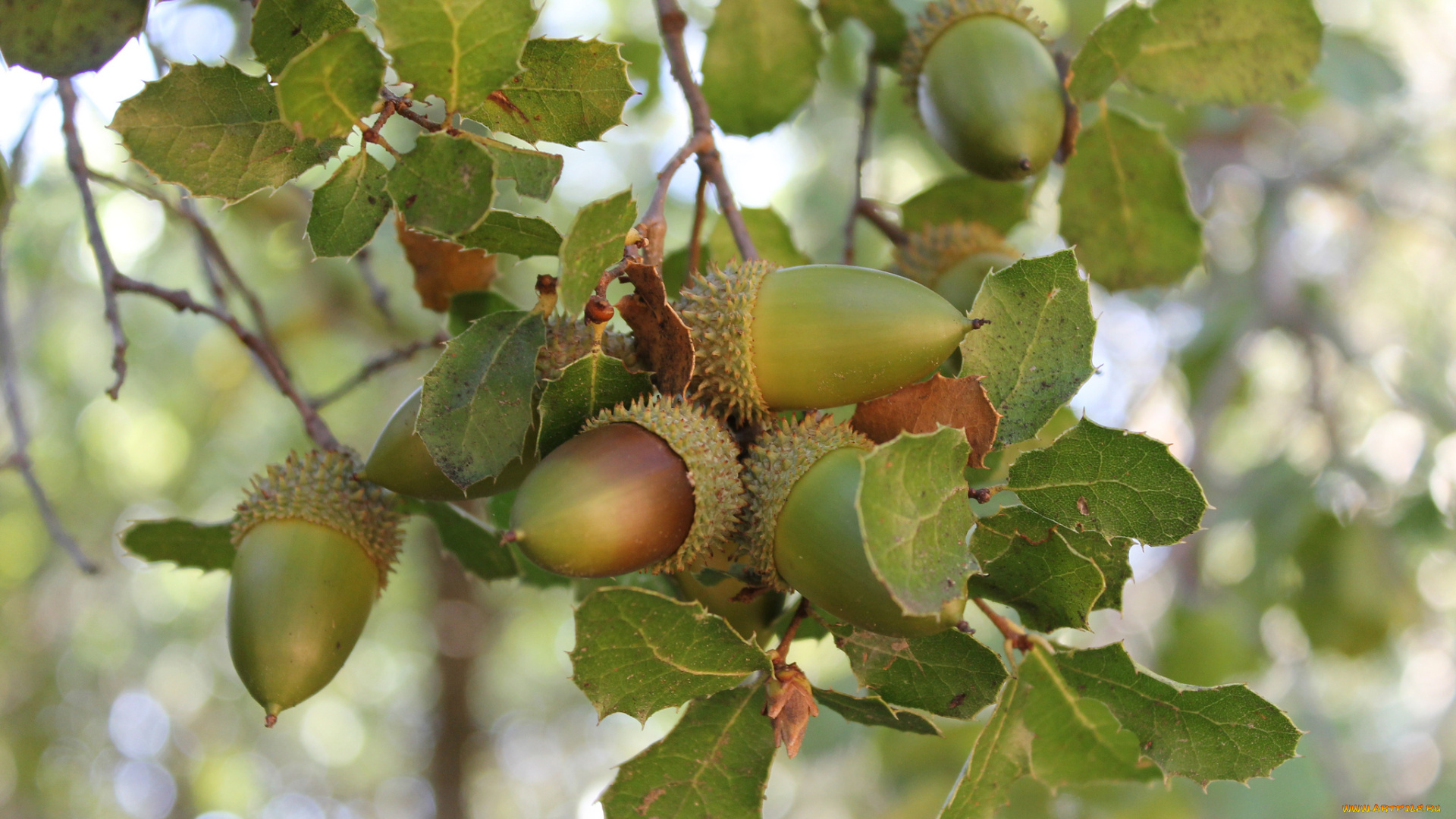 природа, шишки, , жёлуди, , каштаны, дуб