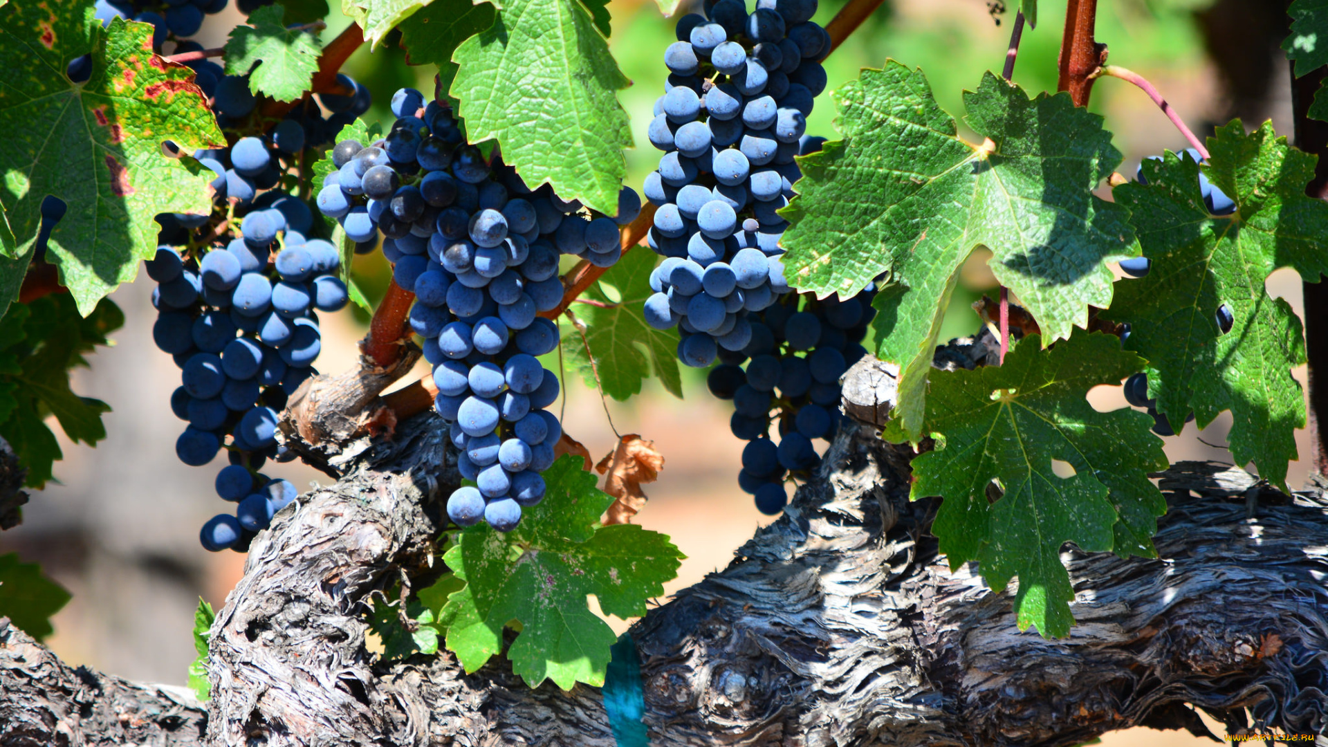 природа, Ягоды, , виноград, лоза