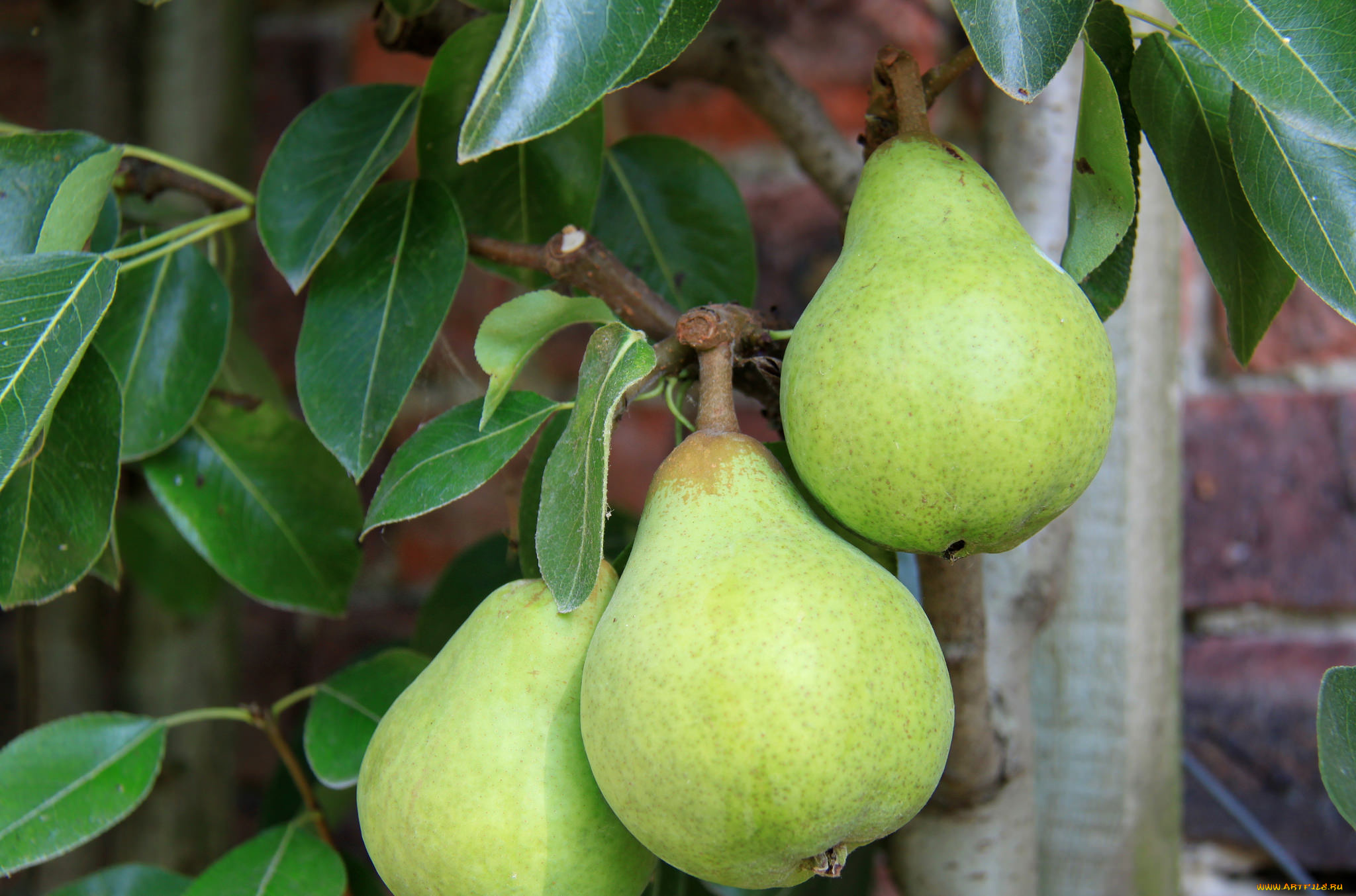 природа, плоды, груши