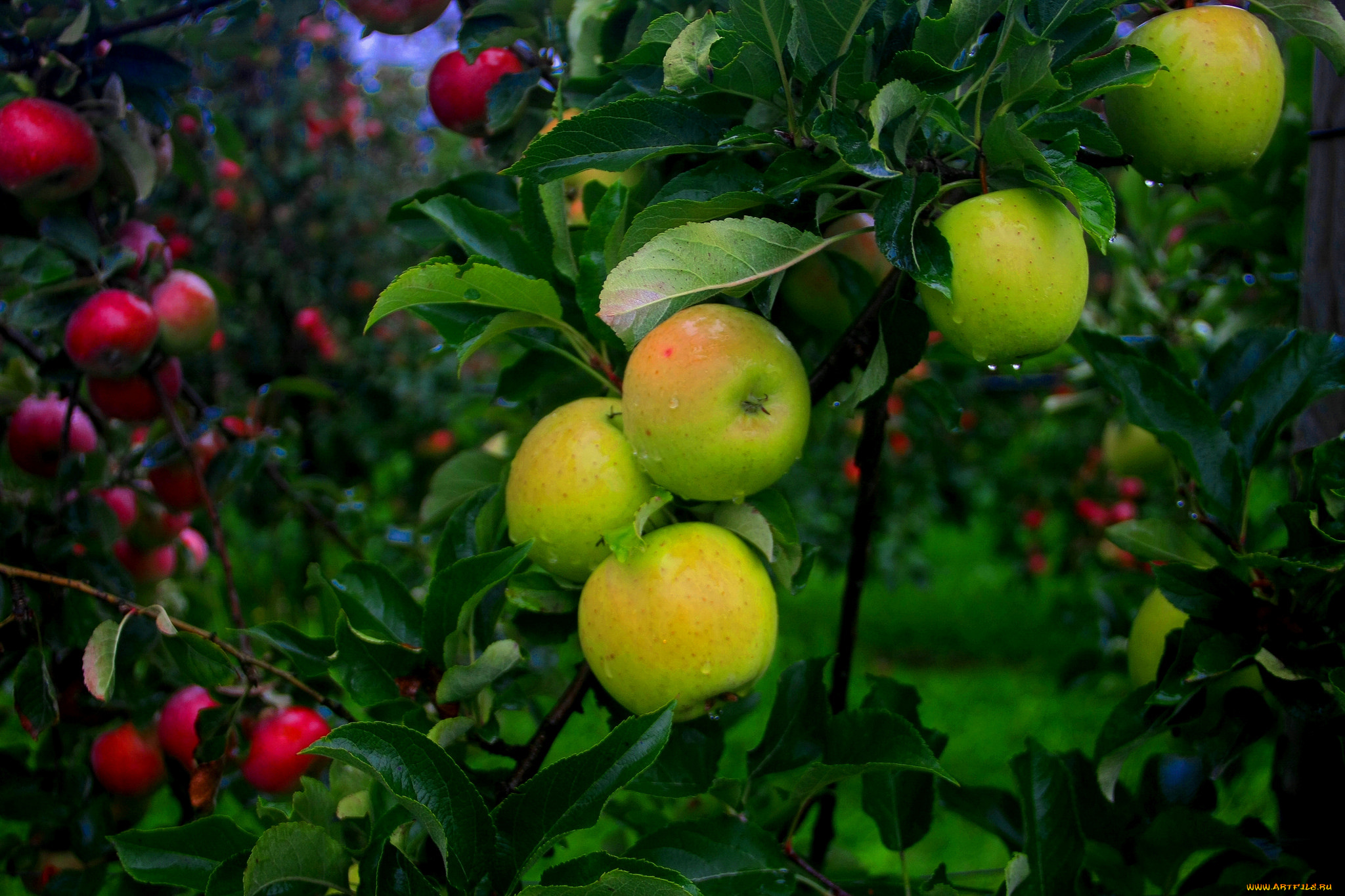 природа, плоды, яблоки