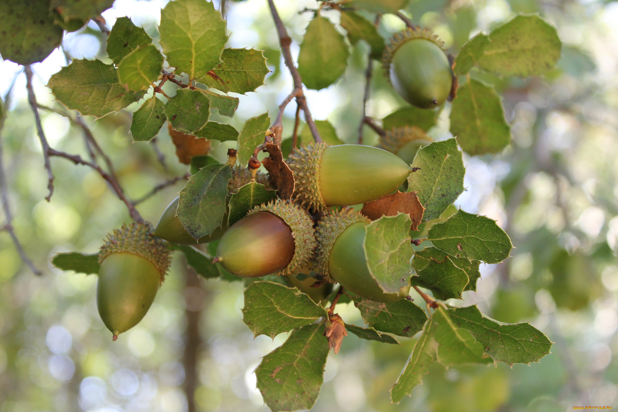 природа, шишки, , жёлуди, , каштаны, дуб