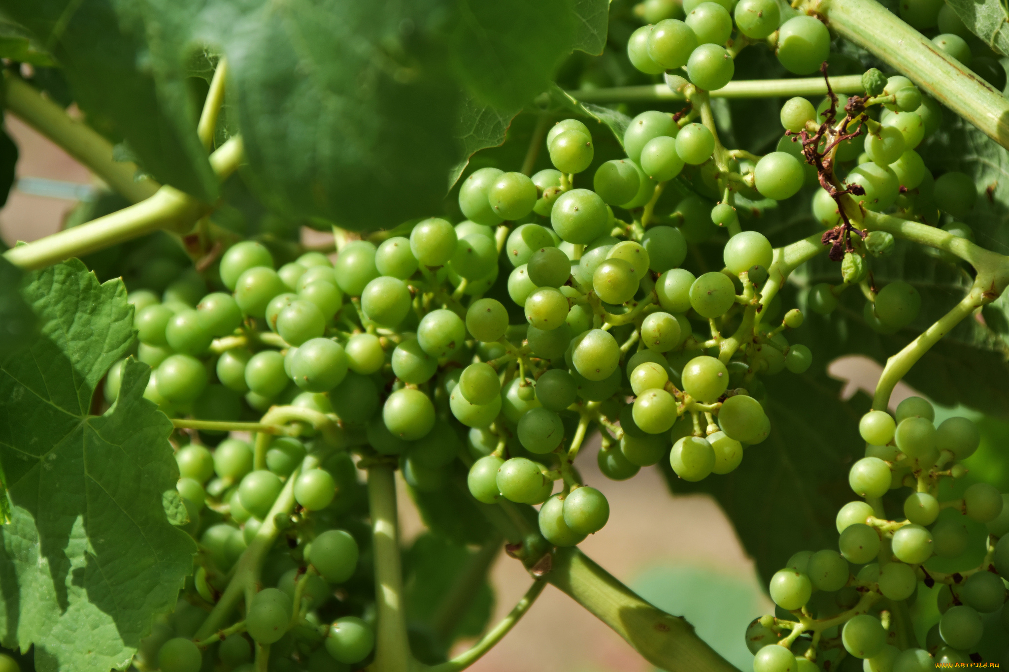 природа, Ягоды, , виноград, лоза
