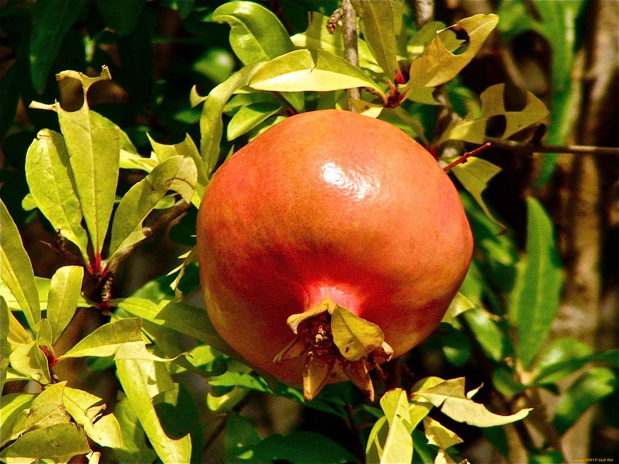 природа, плоды, гранат