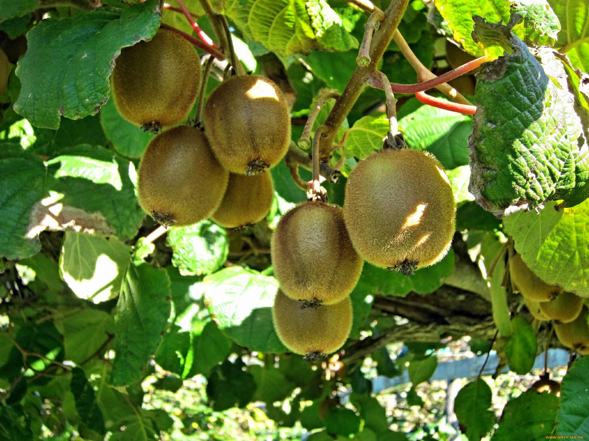 природа, плоды, киви