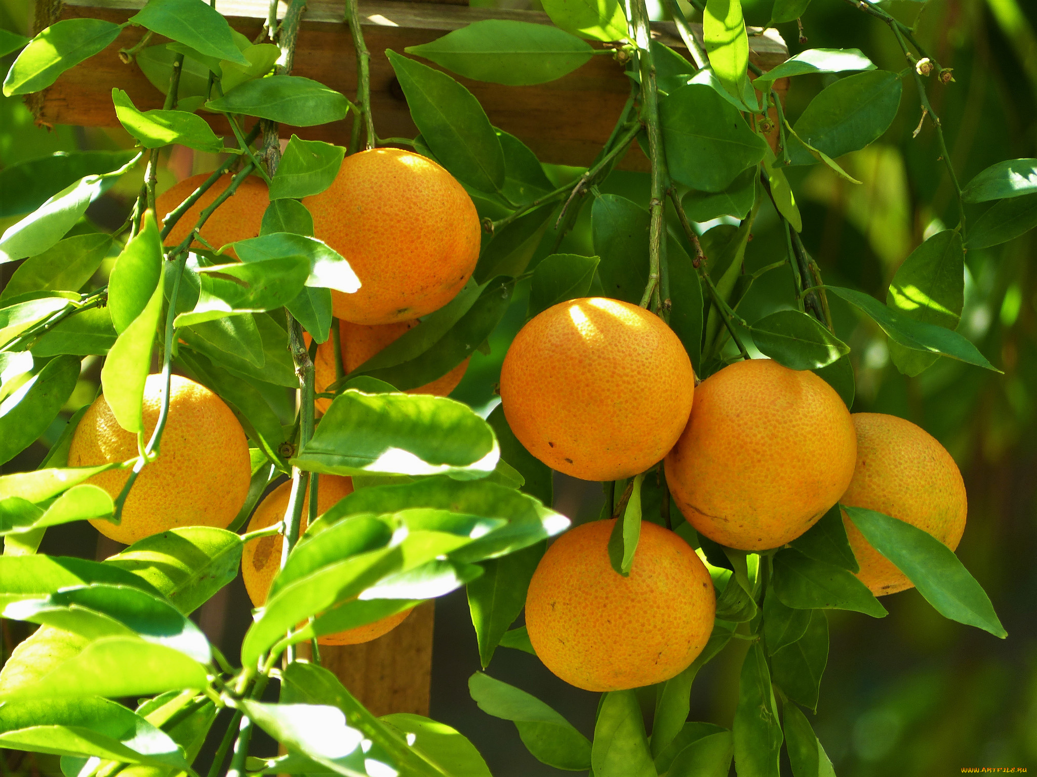 природа, плоды, мандарины