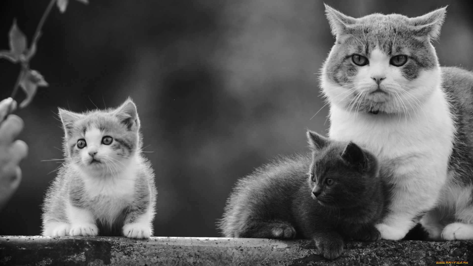 кот, животные, коты