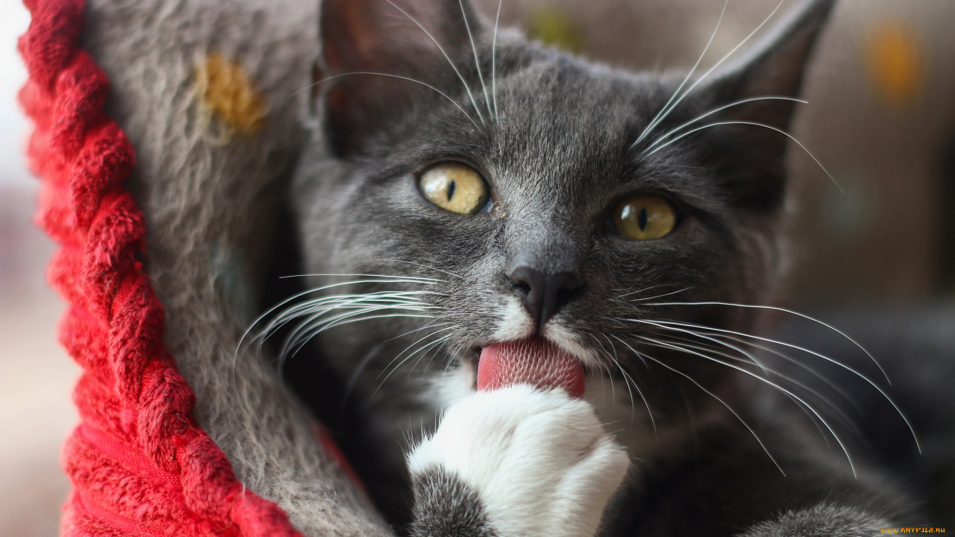 кот, животные, коты