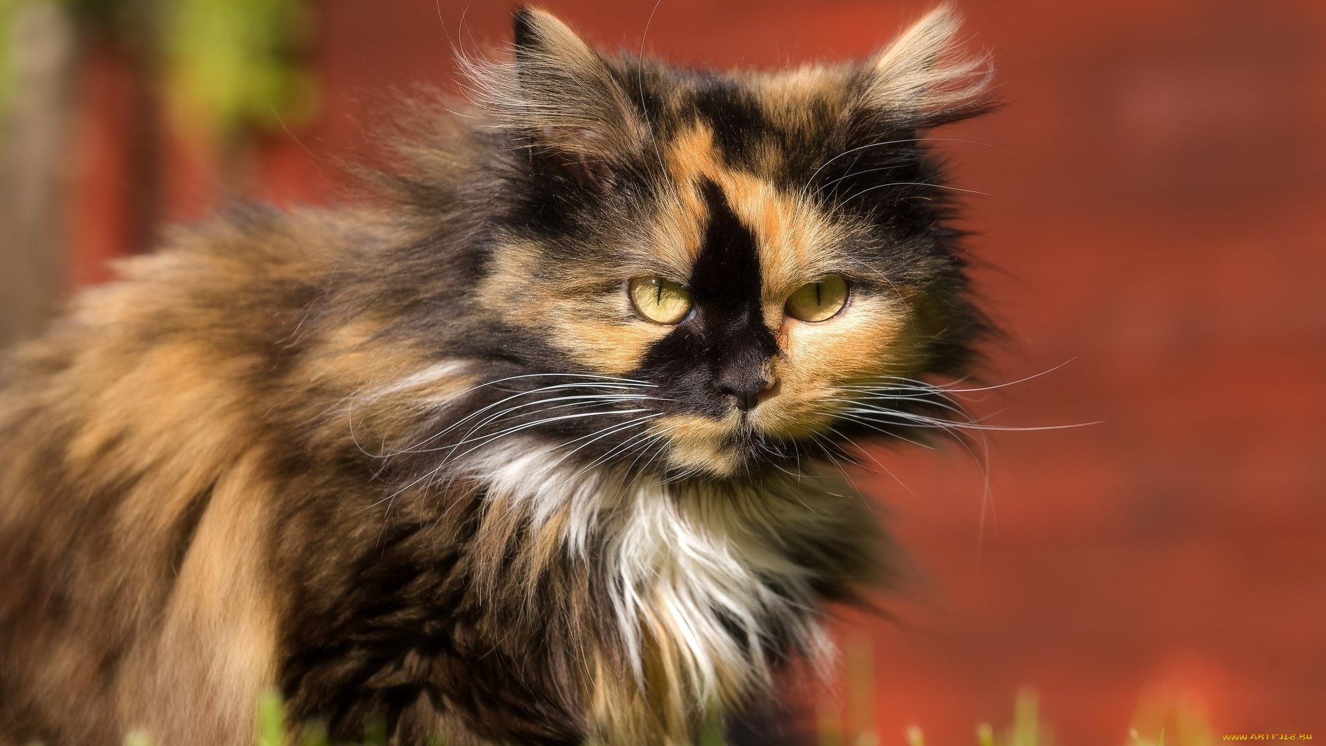 кот, животные, коты