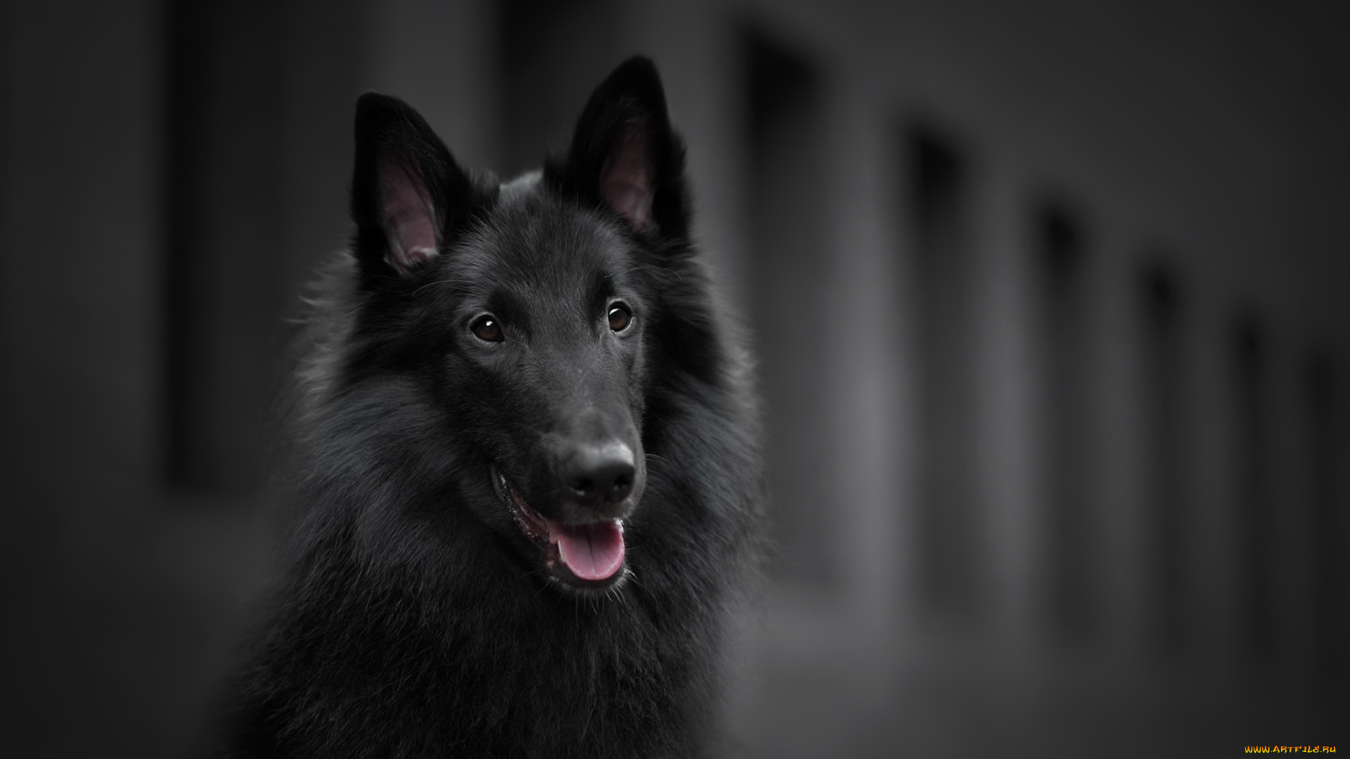 собака, животные, собаки