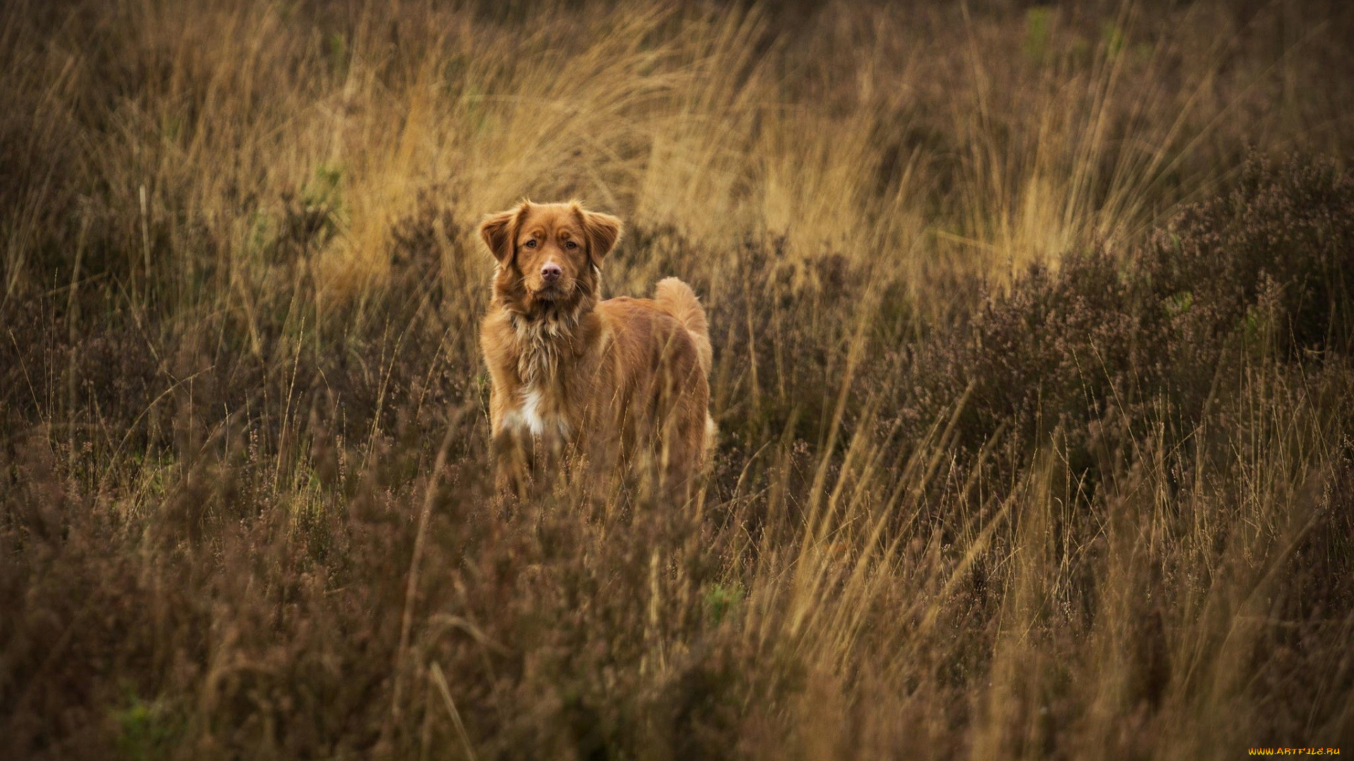 собака, животные, собаки