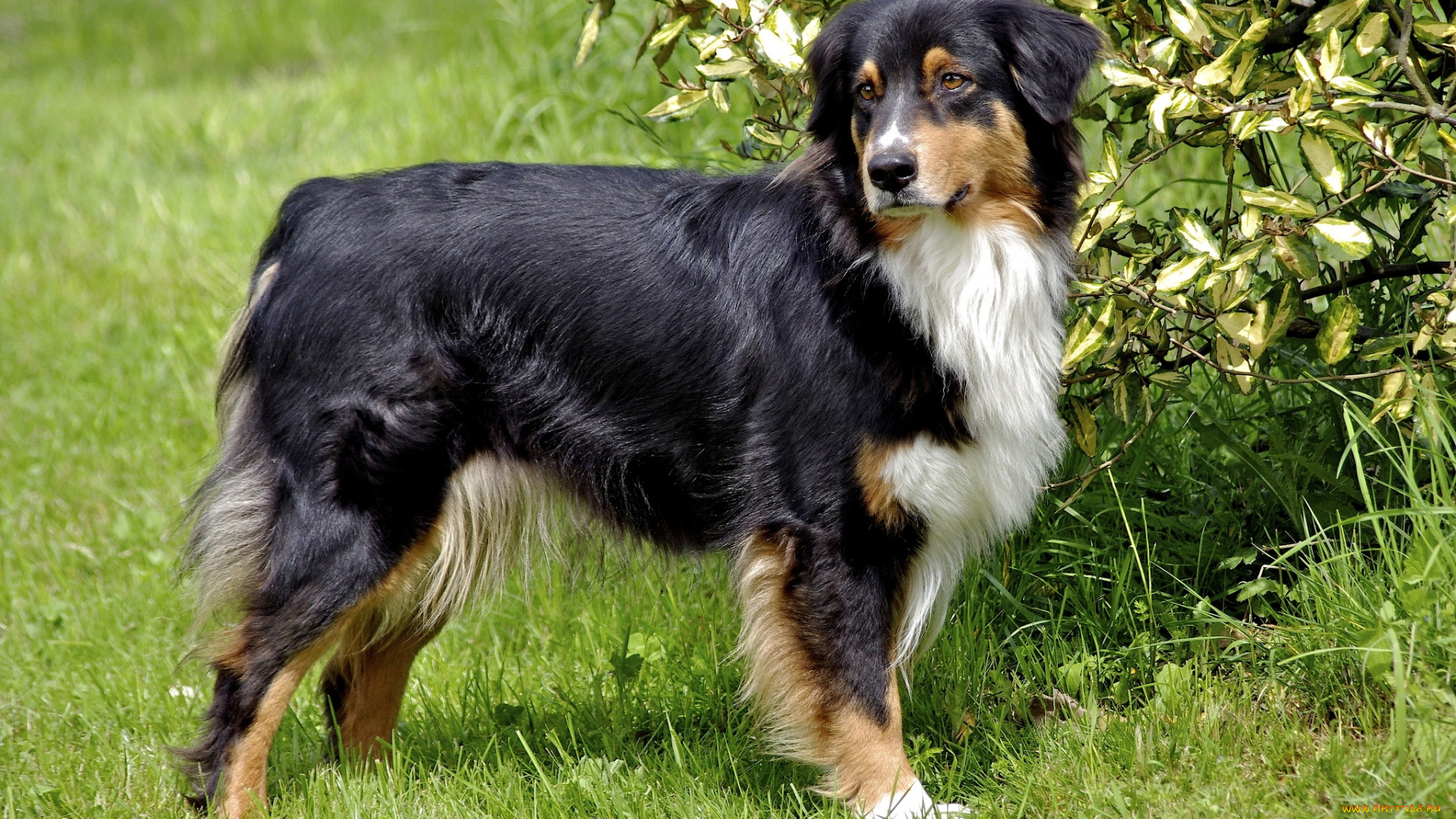 собака, животные, собаки